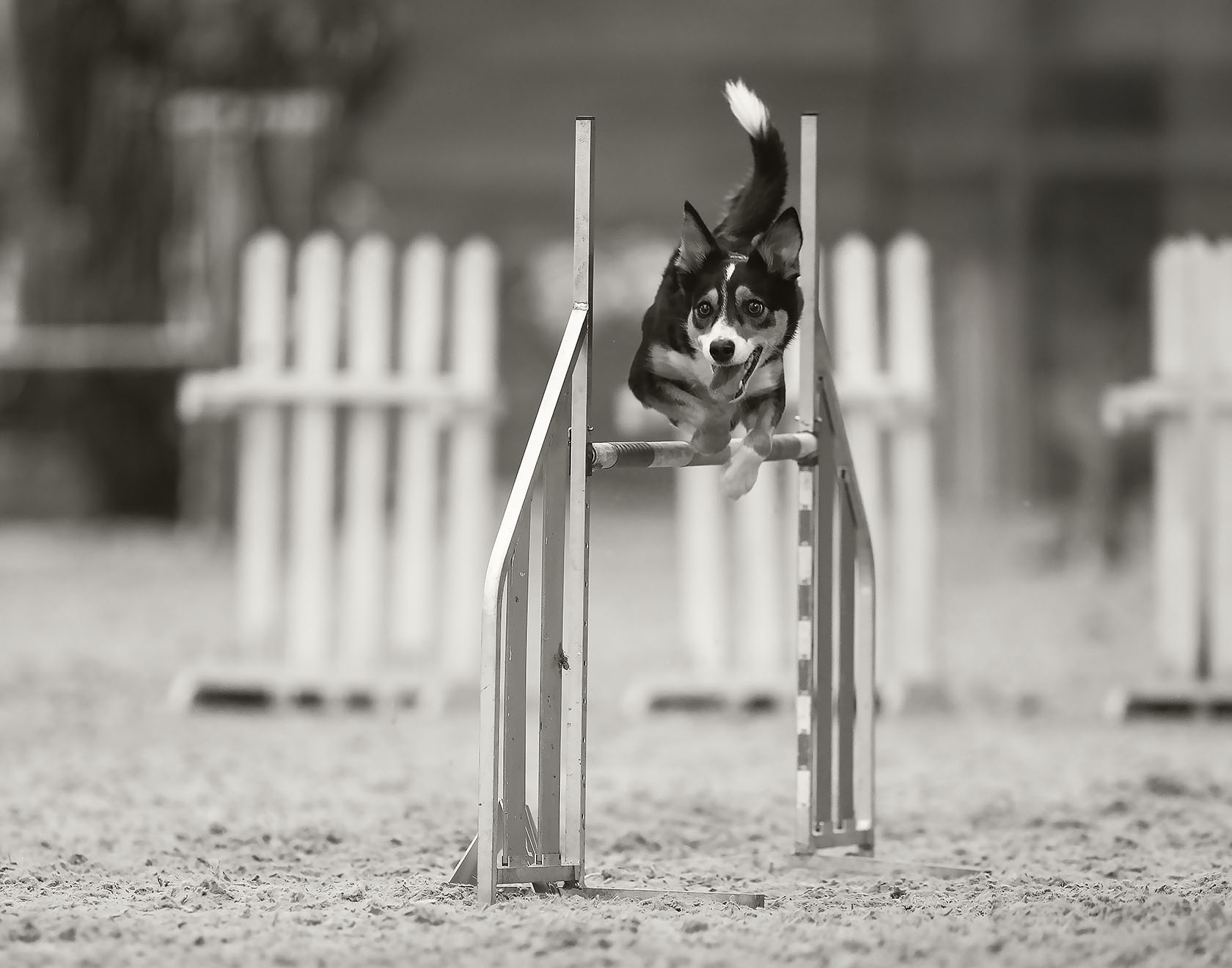 соревнования,аджилити, собака,прыжок, спорт, dog, competition, jump, sport, Стукалова Юлия