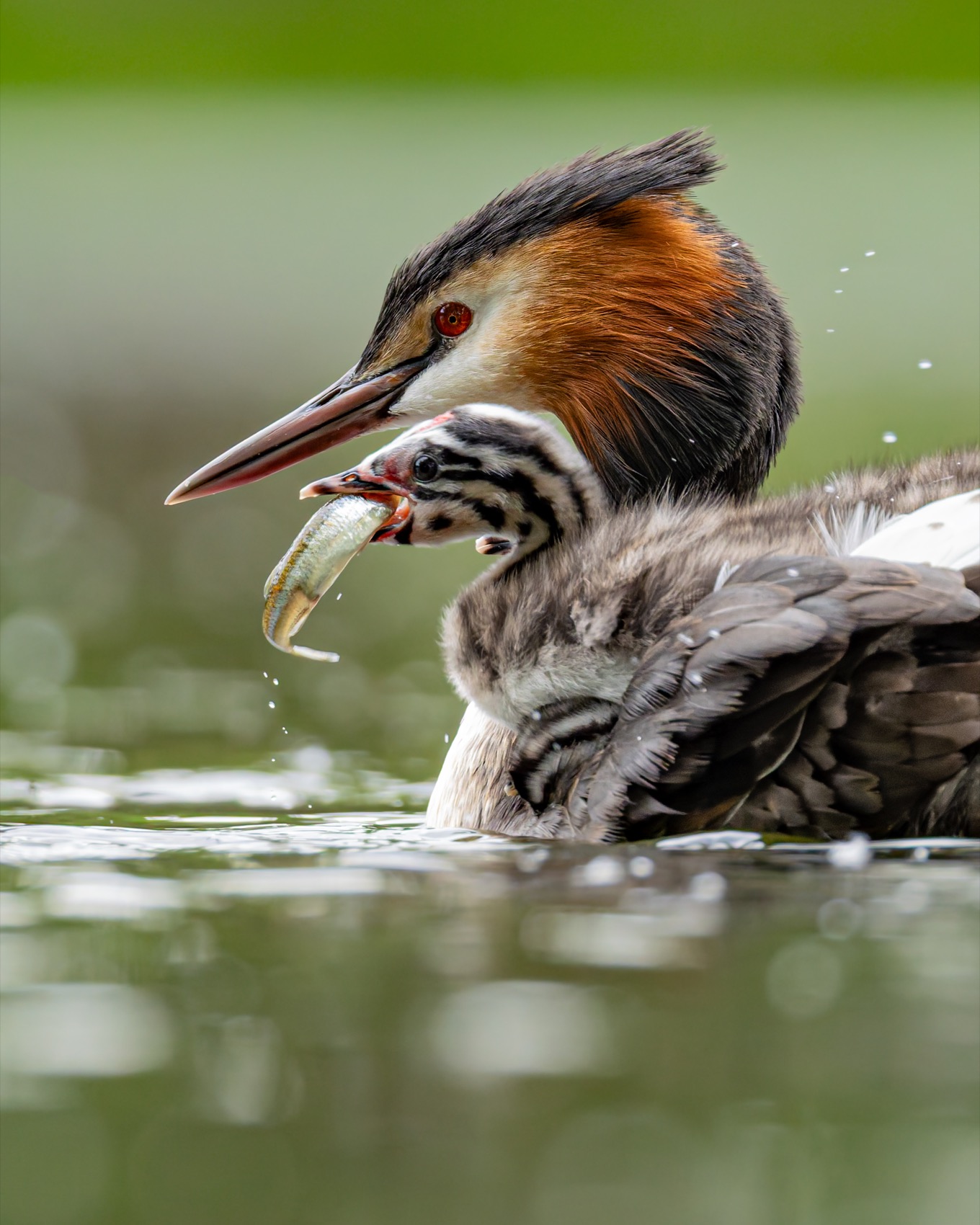 чомга, птенцы, птицы, поганка, большая поганка, Руслан Pl