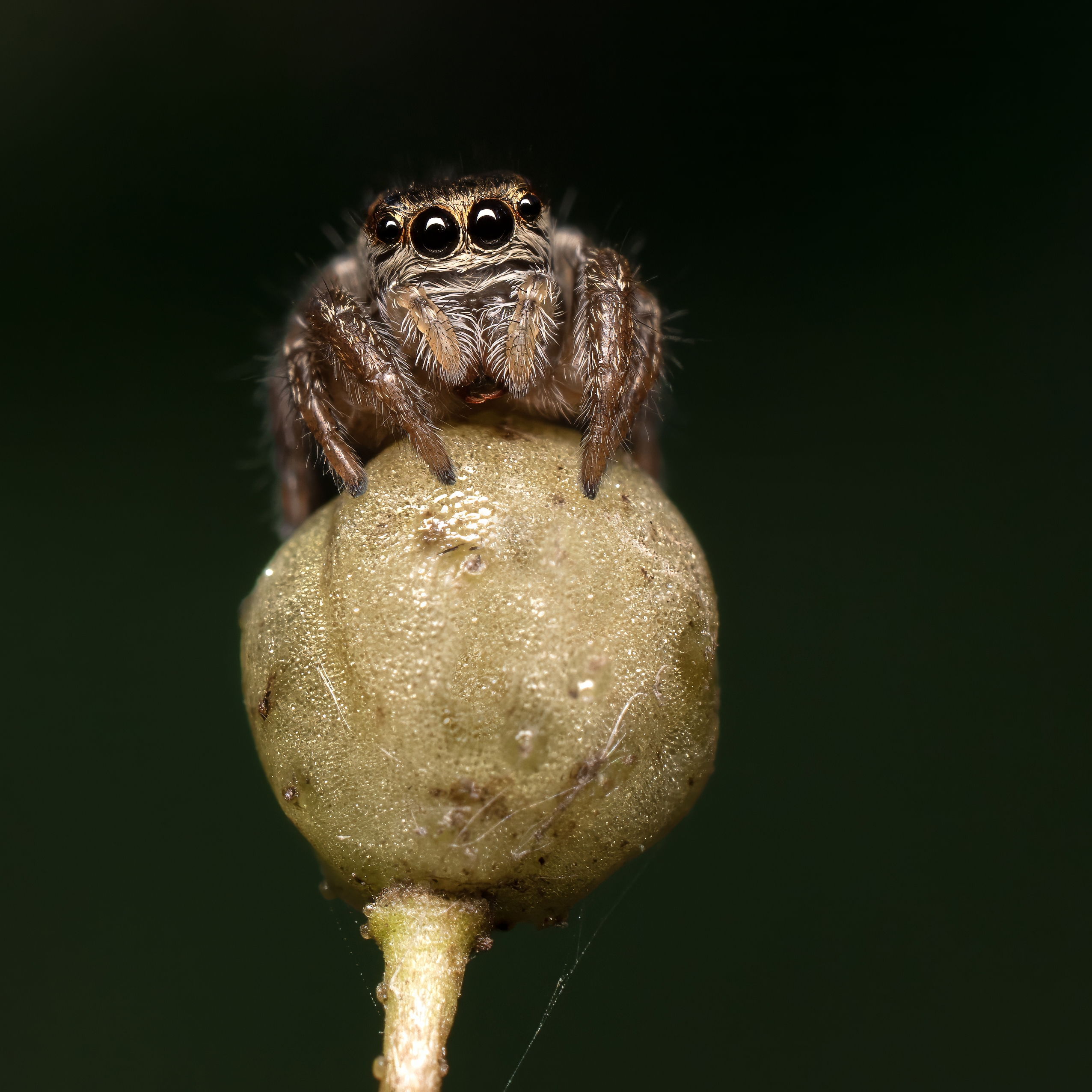 , Людмила Железнова