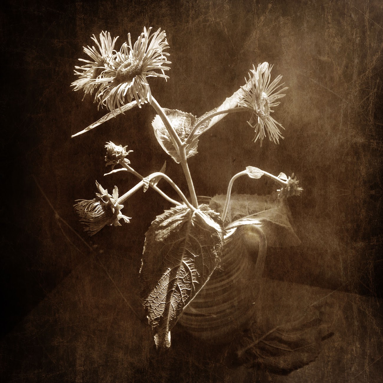 , Ирина Данилова