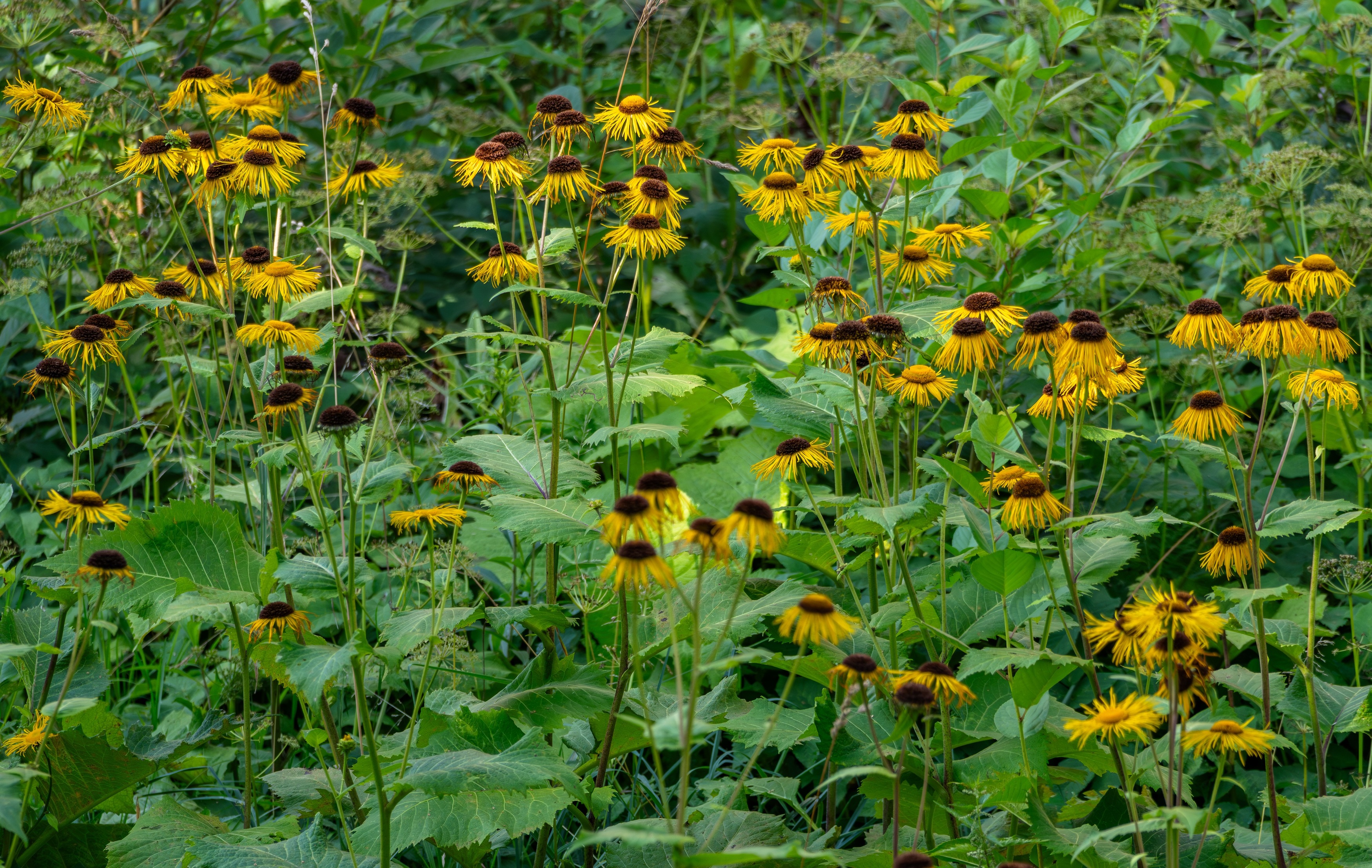 , Курлянцев Алексей