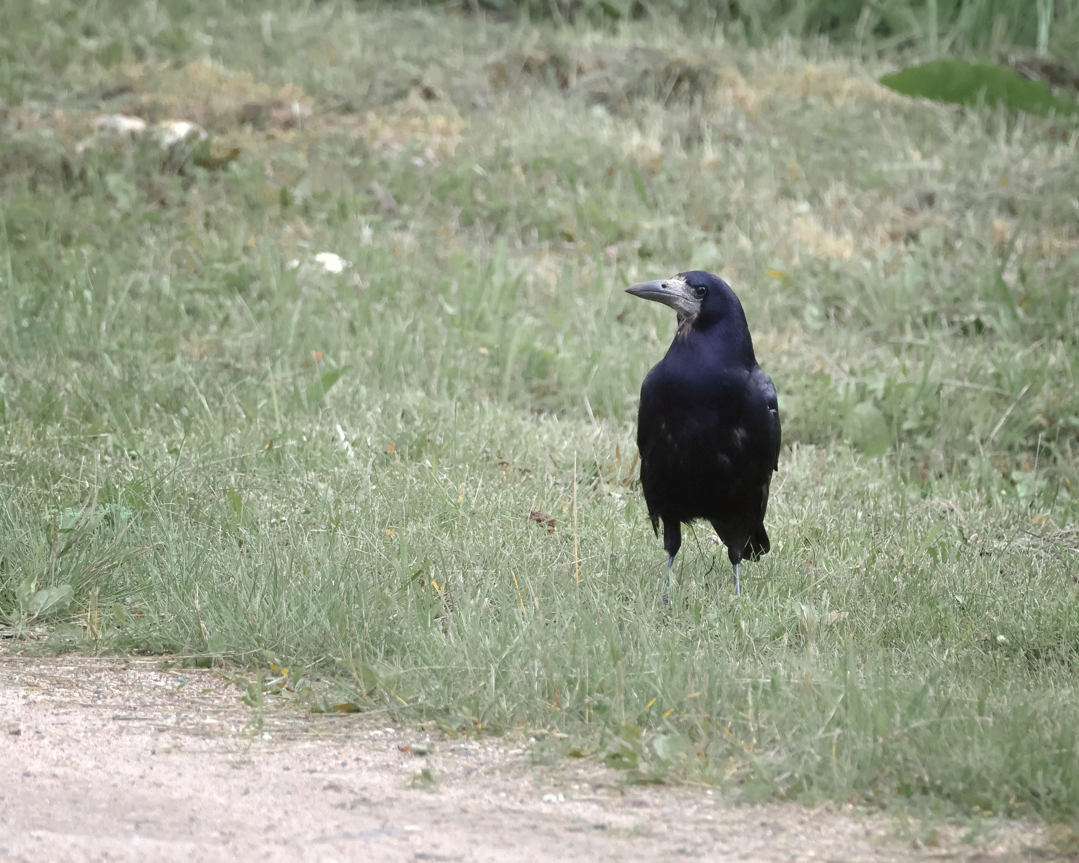 , Александр Титов