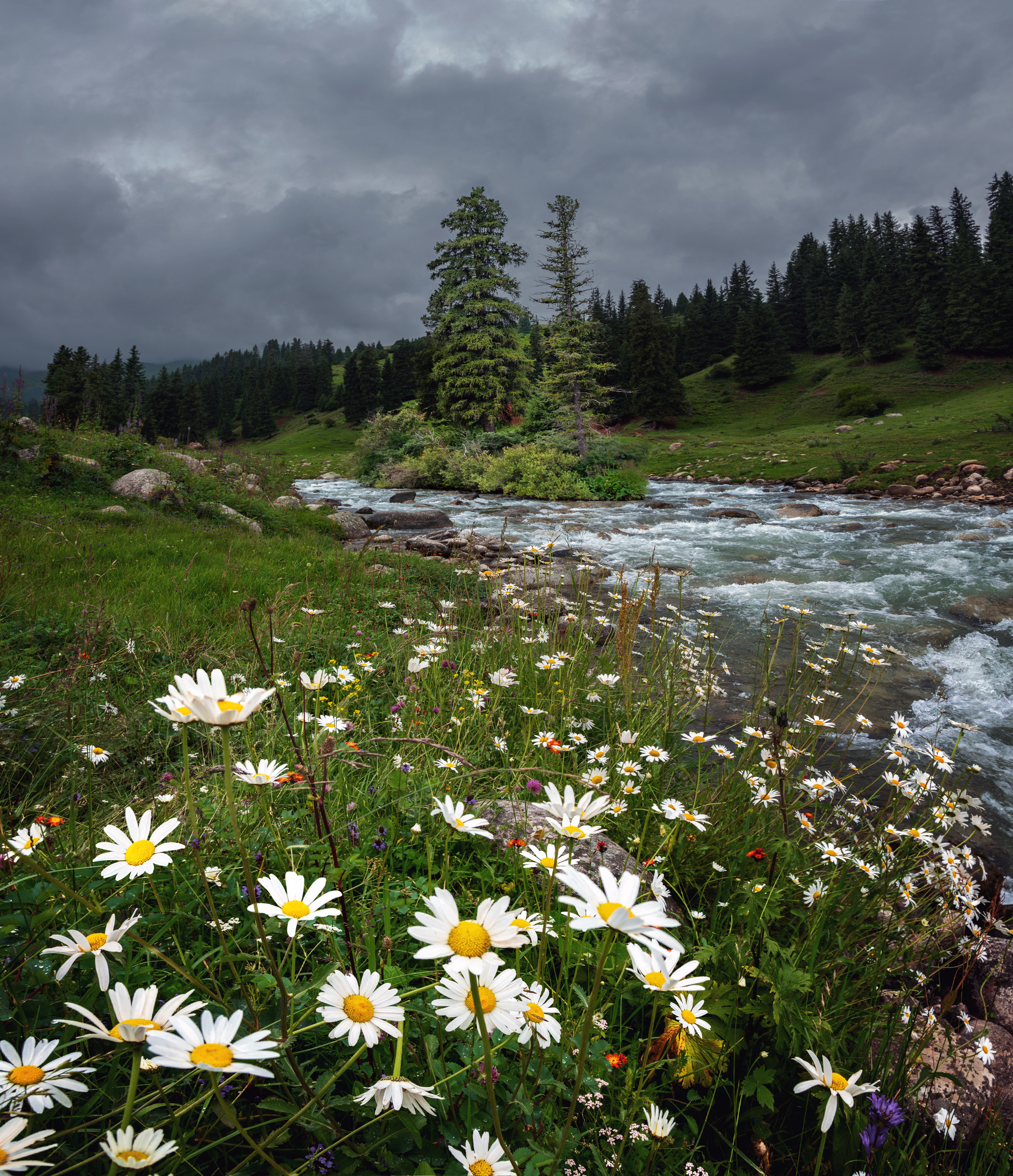 киргизия, тянь-шань, горы, цветы, ели, река, облака, непогода, панорама, Кетова Вера
