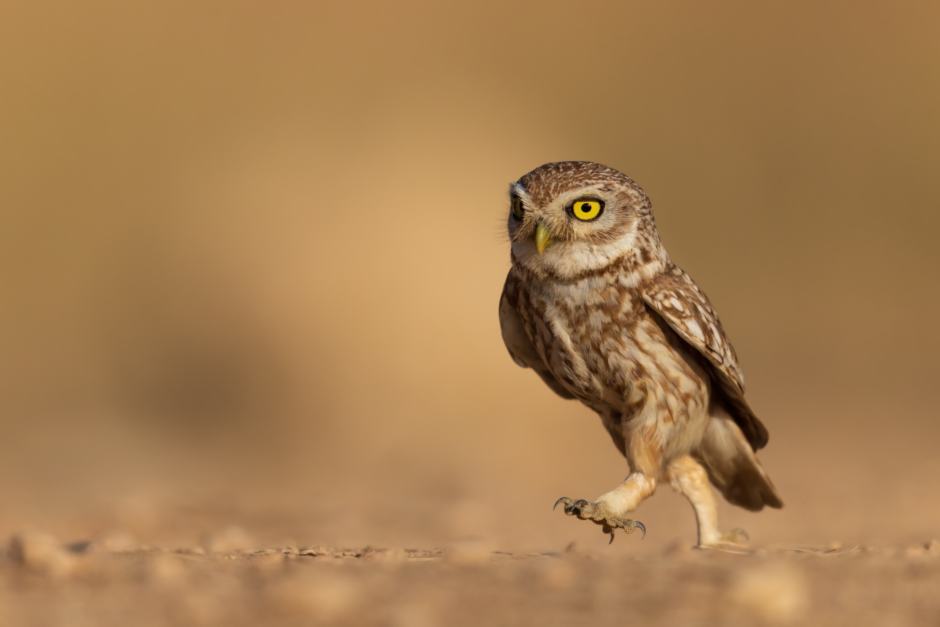 , Фруман Евгений