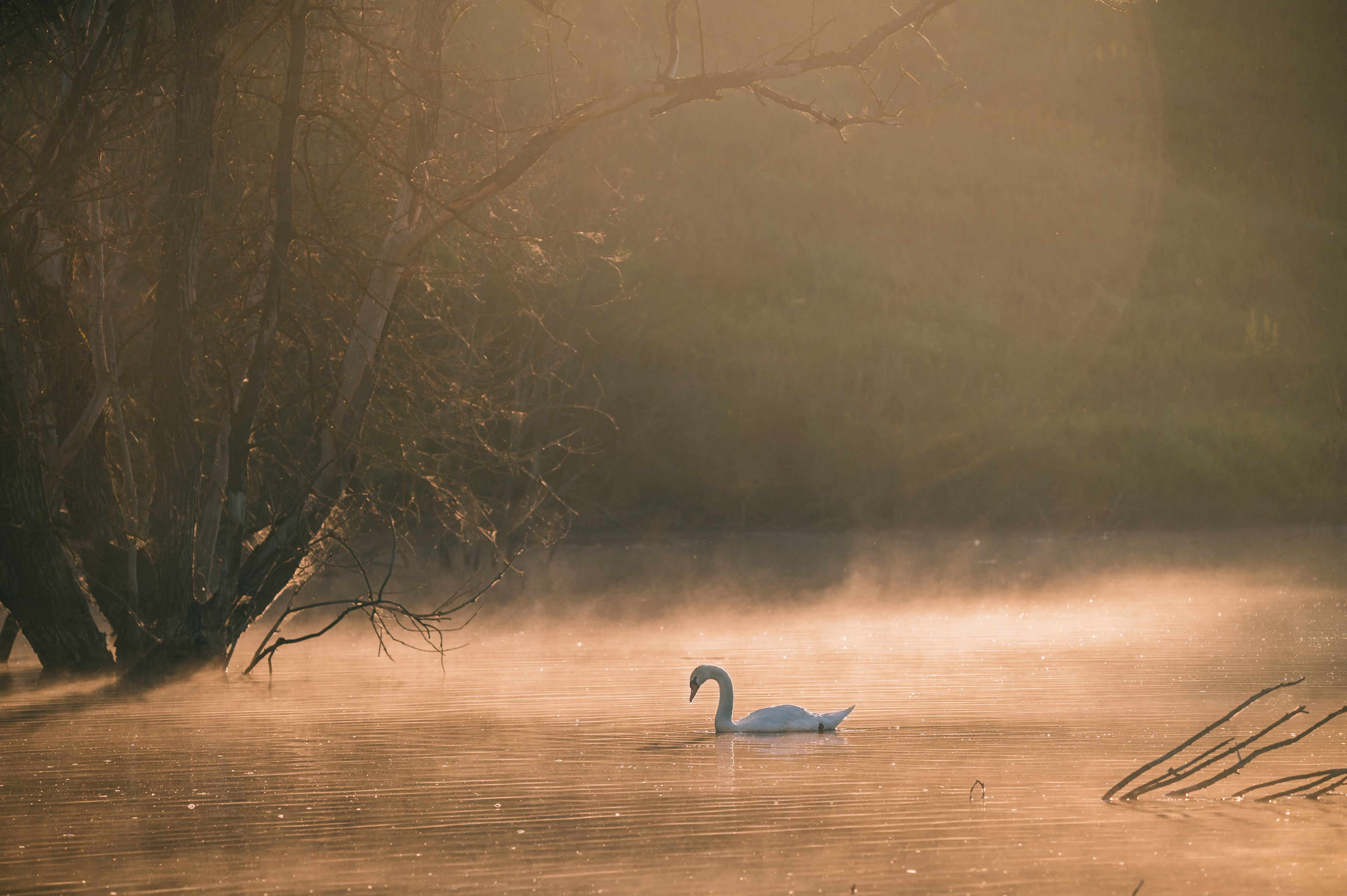 лебедь рассвет, Сергей Мамцев