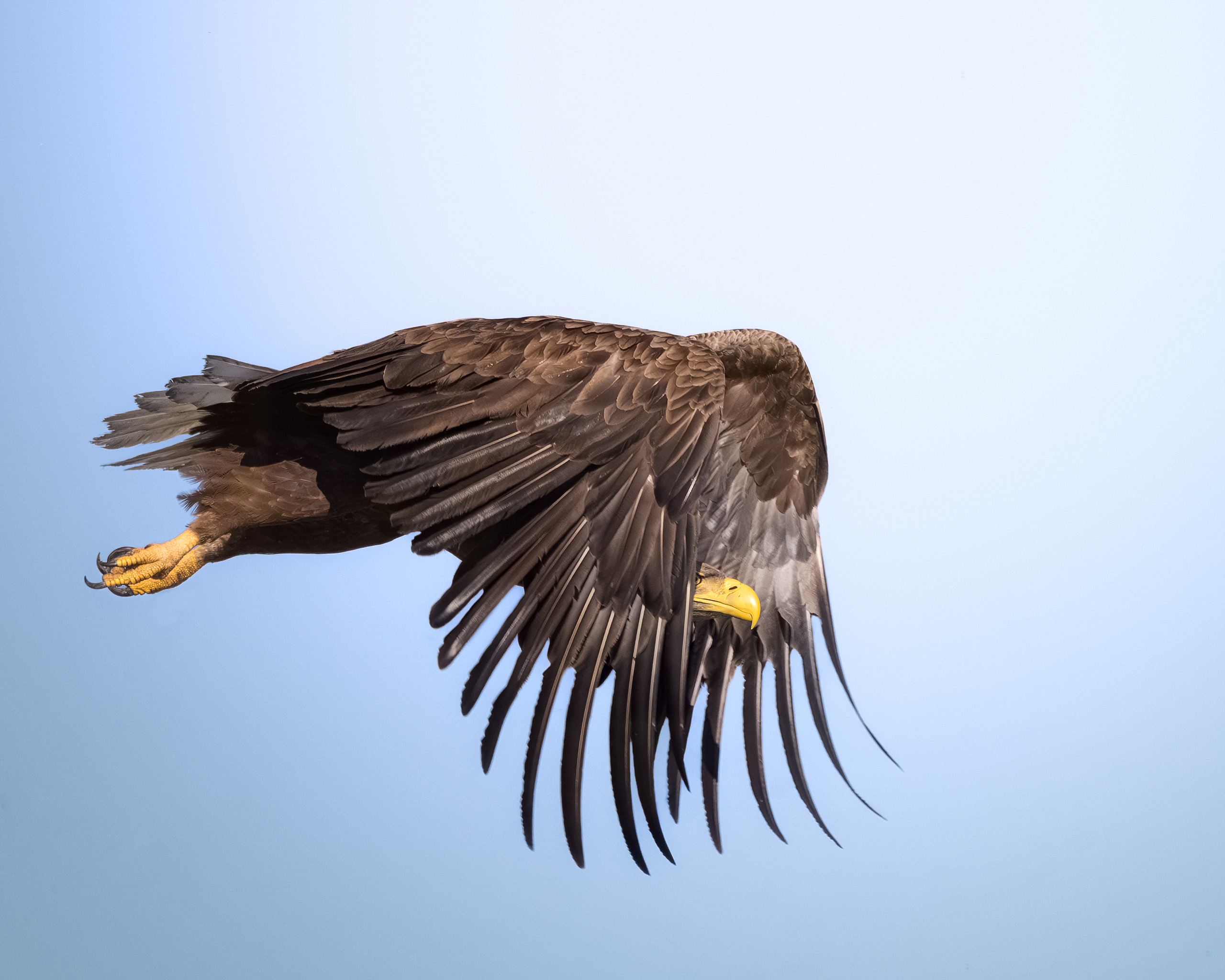 птицы, полёт, природа, орлан, белохвост, хищник, birdwatching, birds, Михаил Ездаков