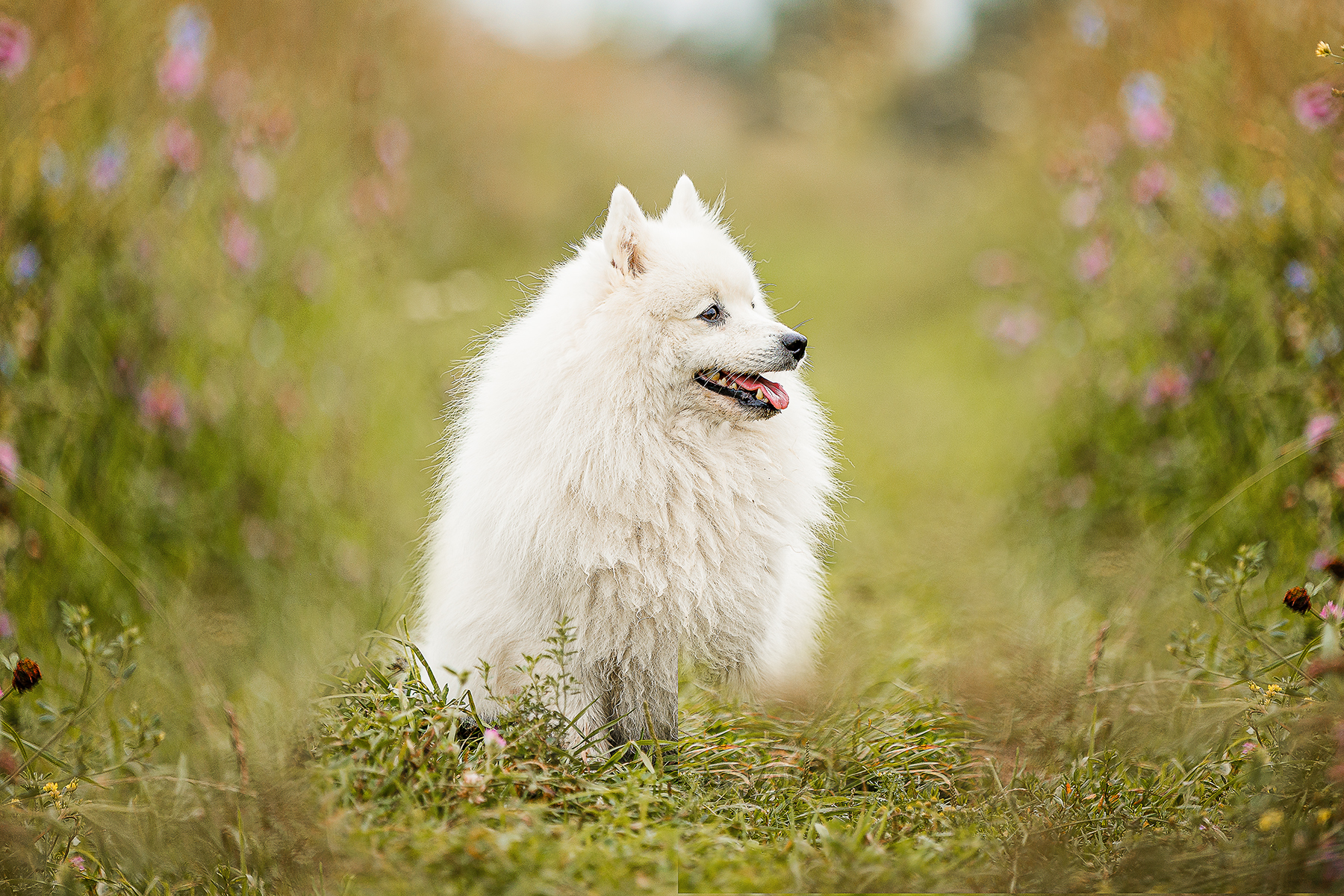 , Елена Самусенкова