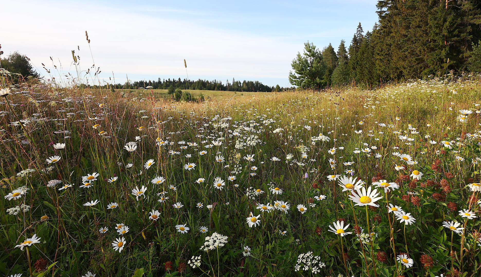 ромашки лето луг, Александр Зорин