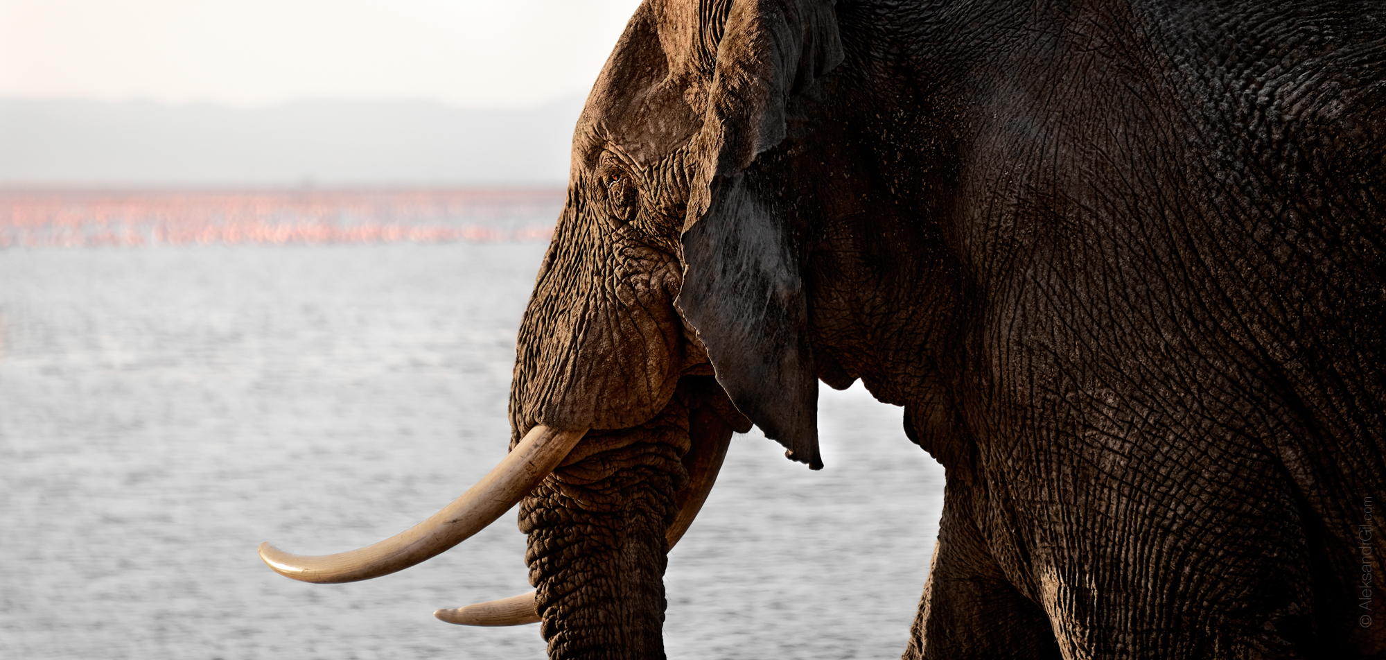 , Гиль Александр