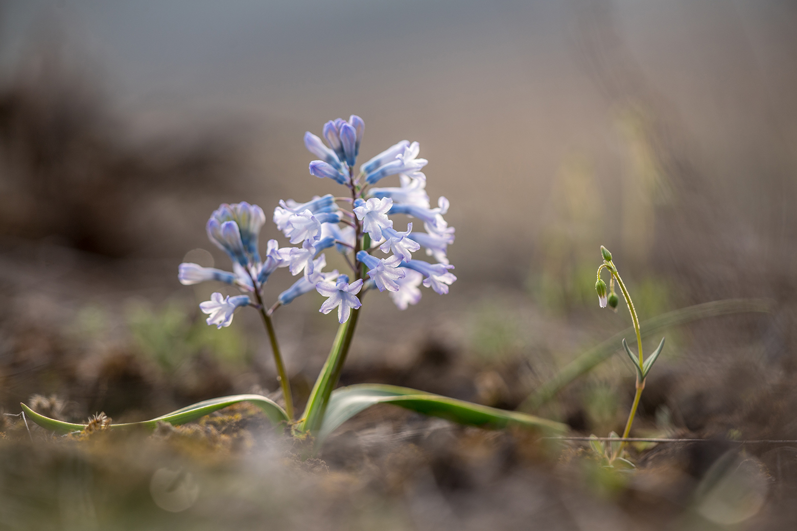 , Илья Михеев