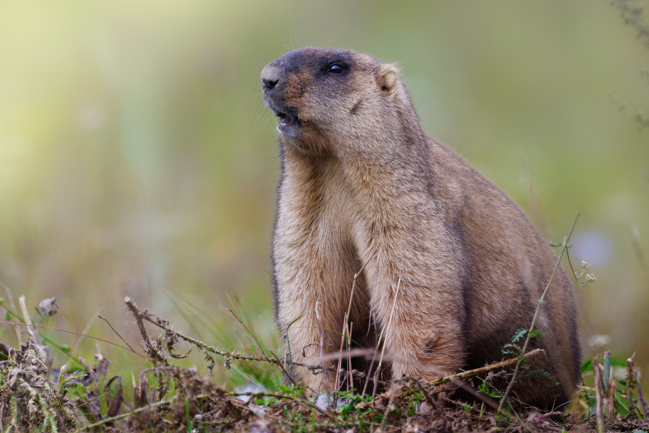 , Гильманов Артур