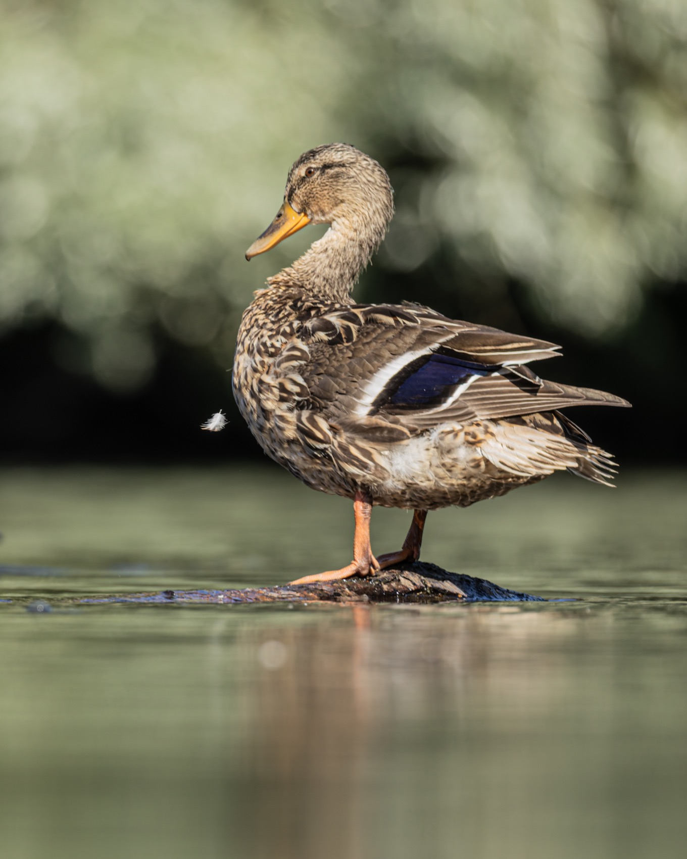 утка, кряква, птицы, Руслан Pl