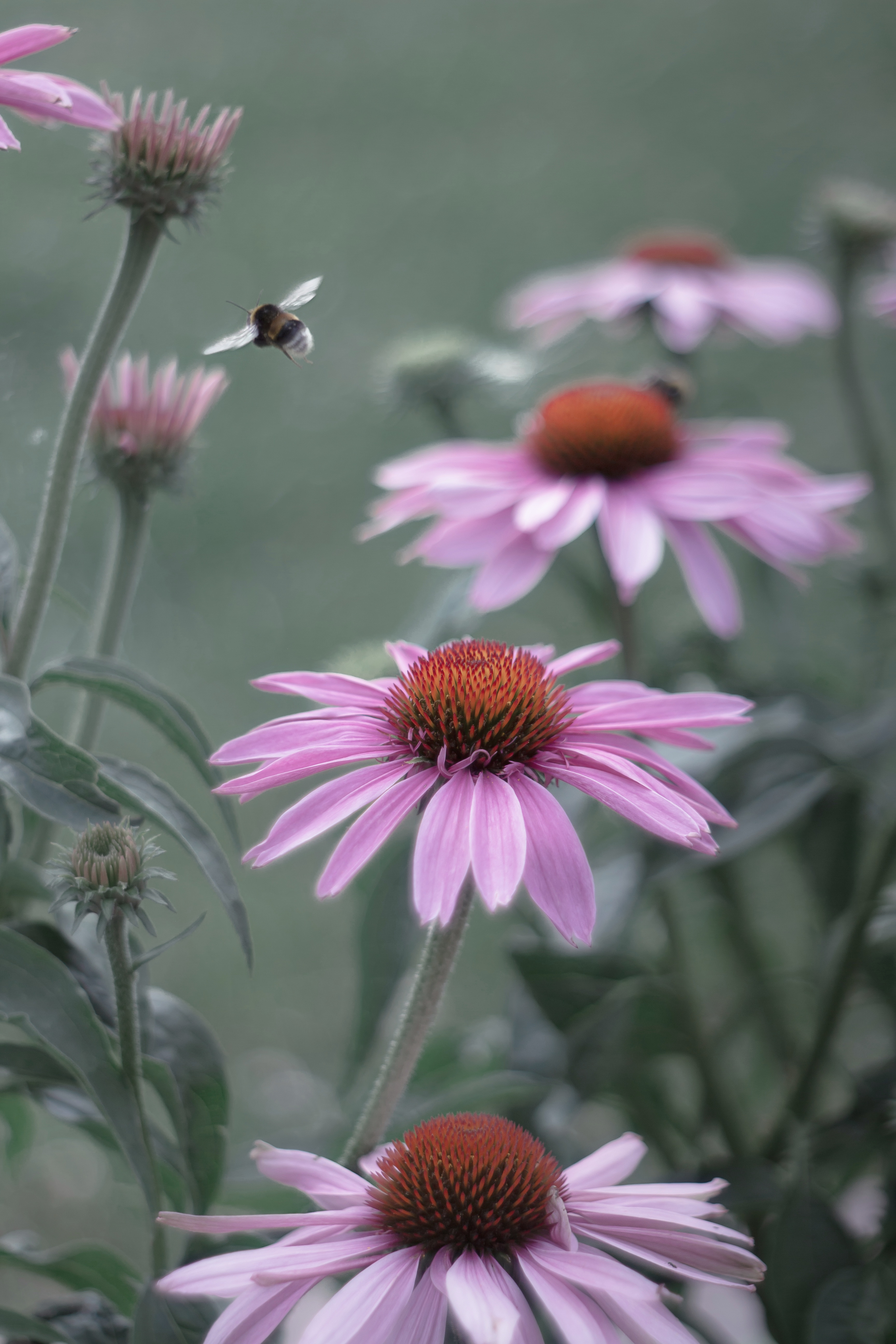 , Обидина Мария