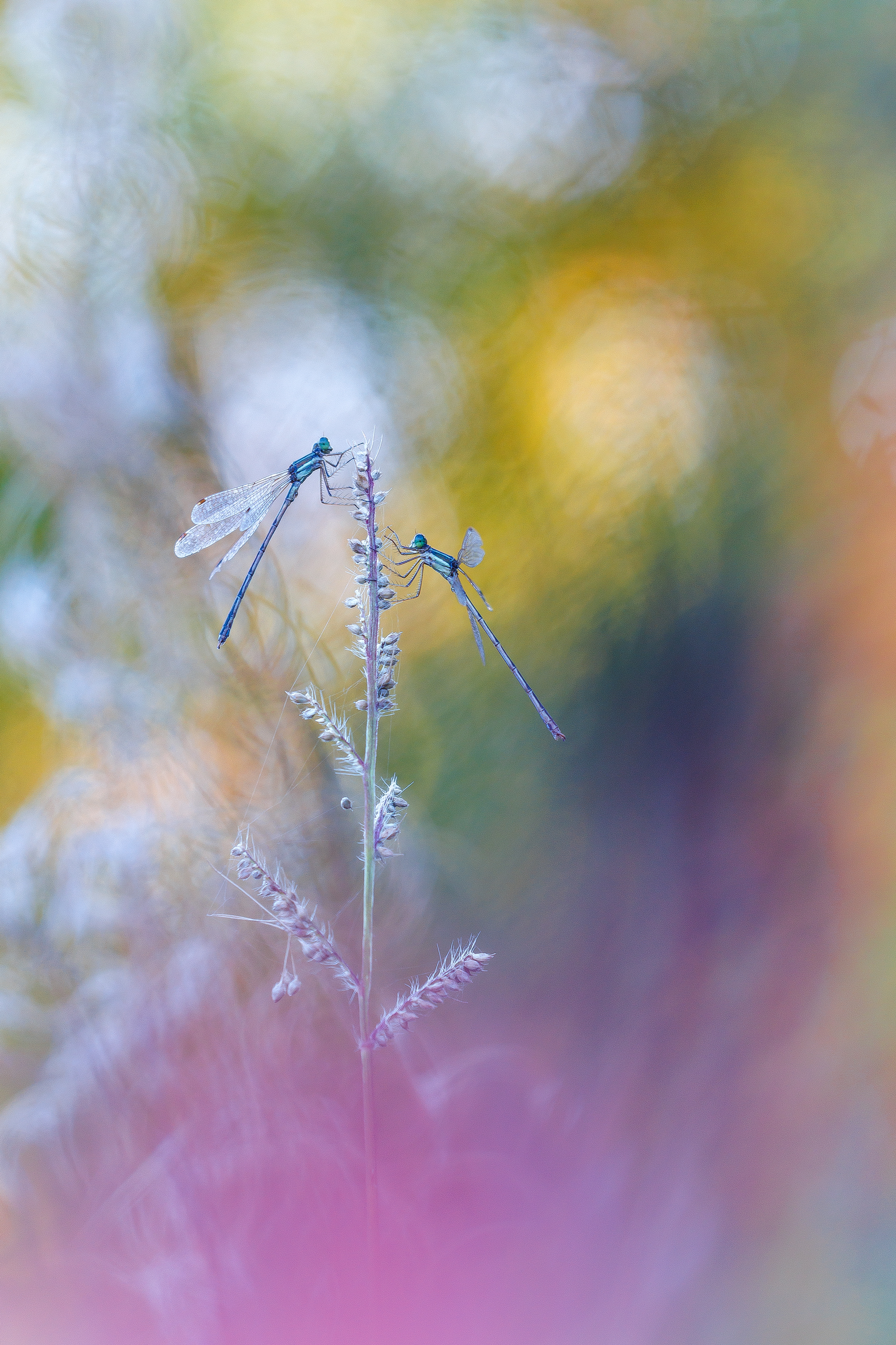 , Кузнецов Дмитрий