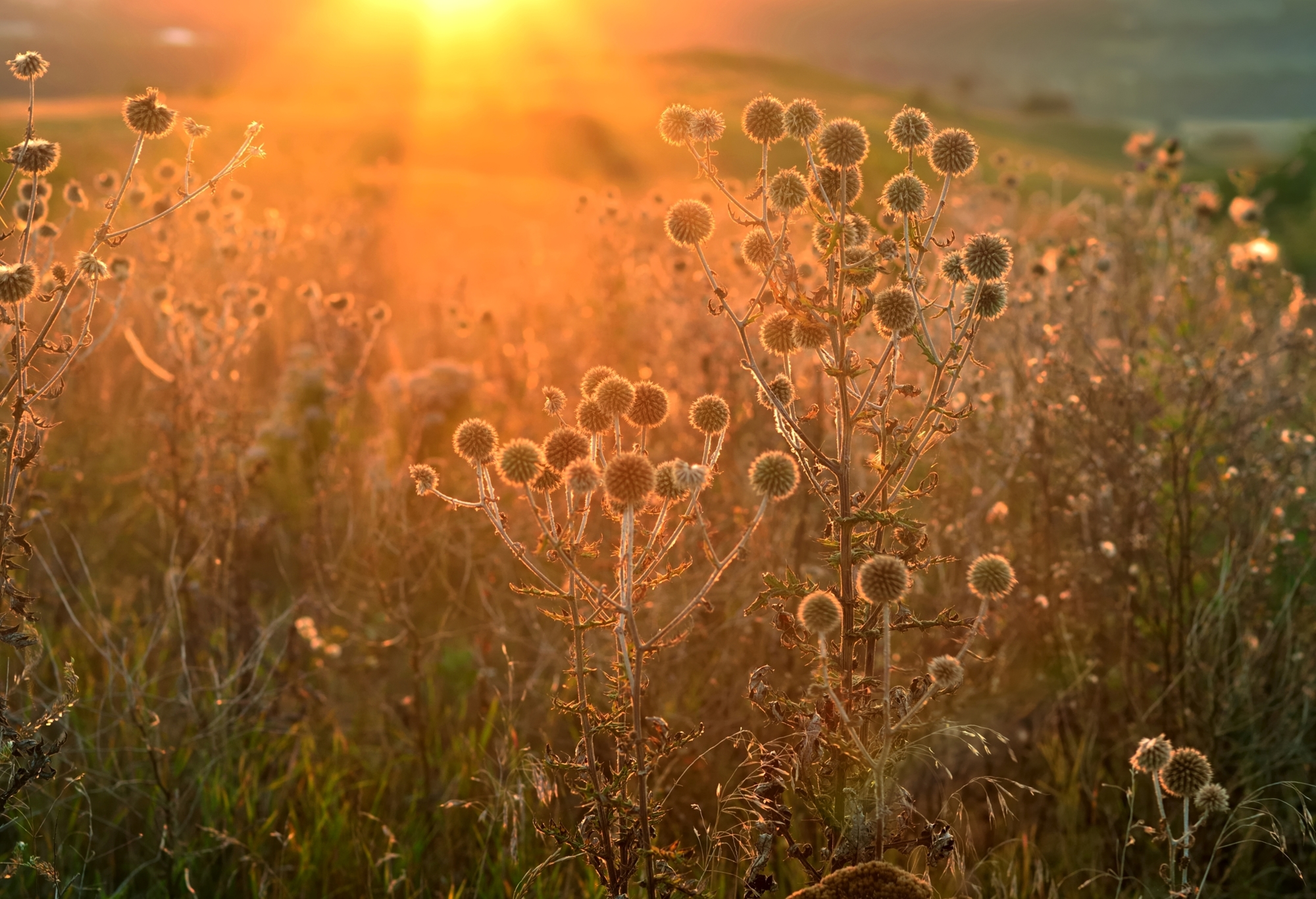рассвет осень солнце, Александр Жарников