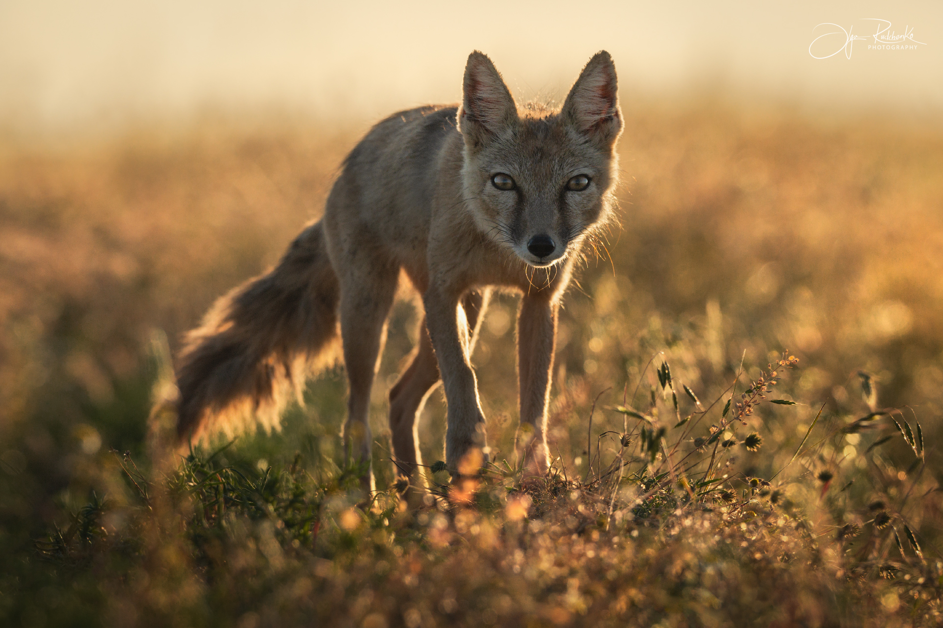 корсак, калмыкия, степная лиса, корсачонок, дикая природа, wildanimals, корсачата, vilpus corsac, corsac, корсаки, маныч, маныч-гудило, черные земли, Рудченко Ольга