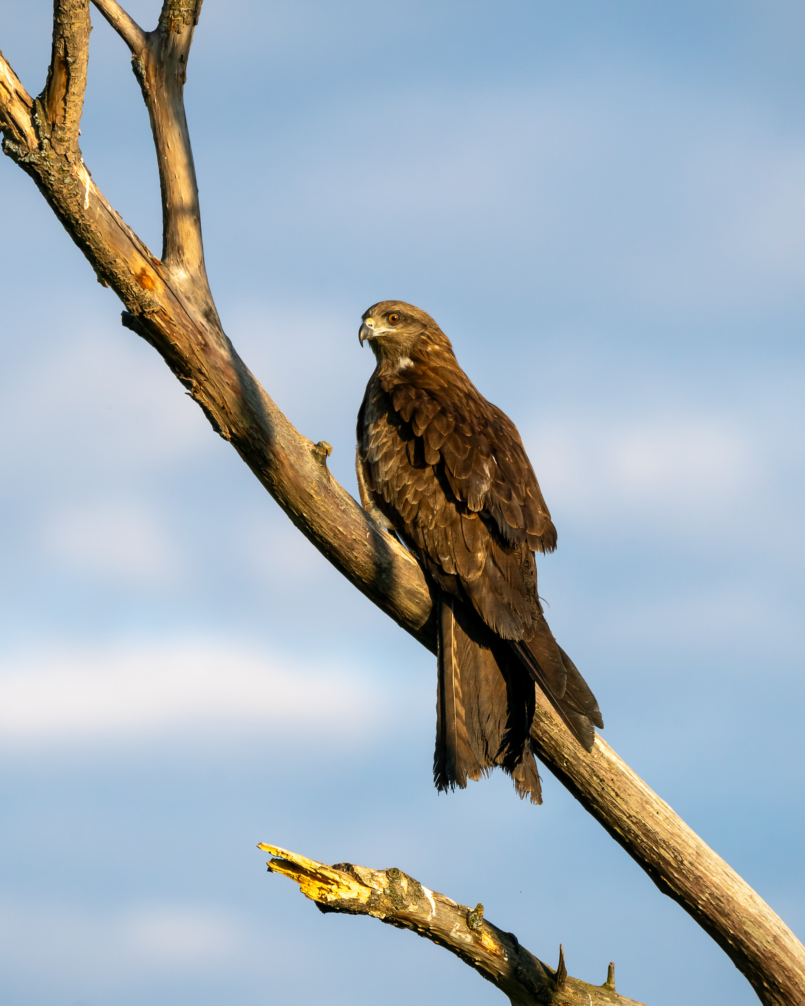 черный коршун, коршун, птицы сибири, бердвочинг, Екатерина Дубровская