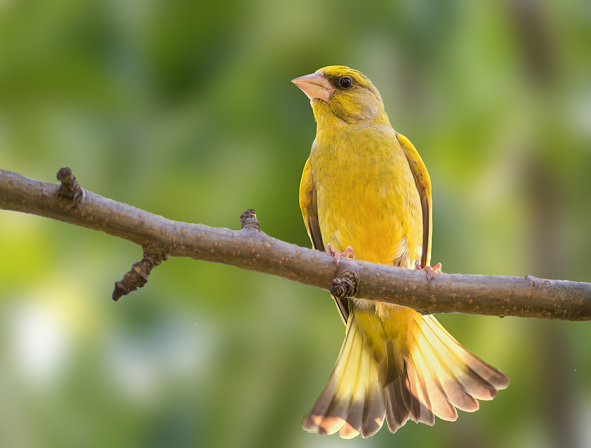 , Молодкин Дмитрий