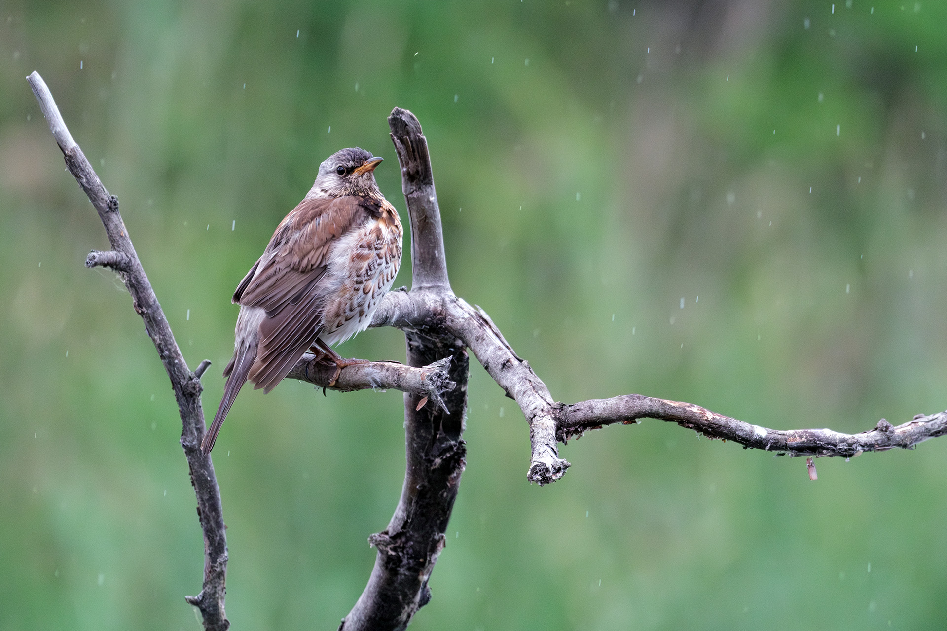 , Бодрягин Виталий