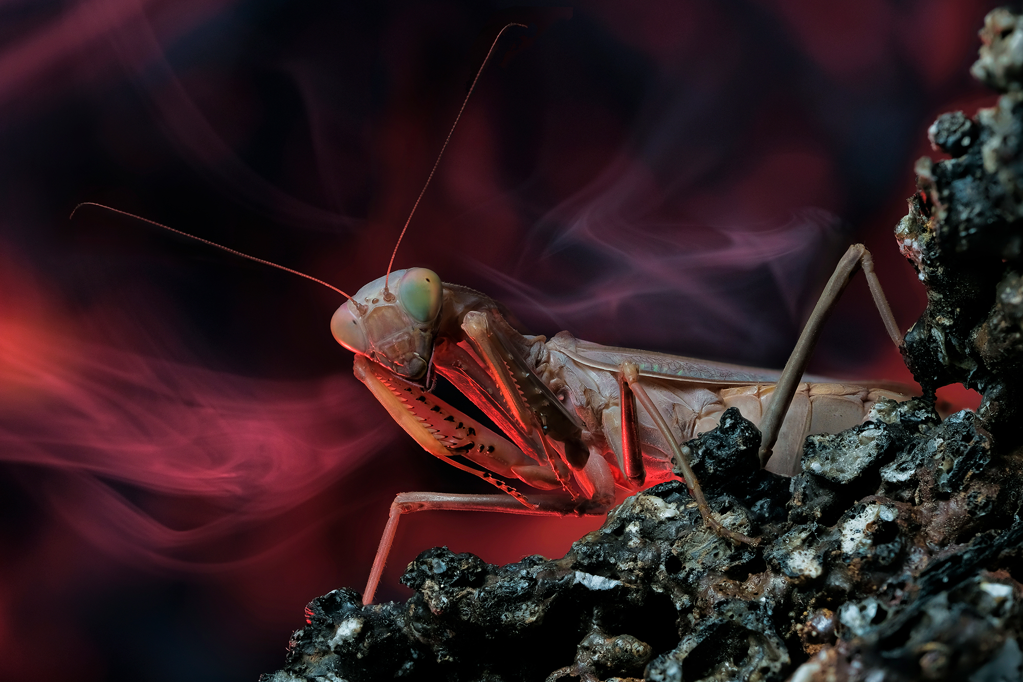 , Васильев Роман