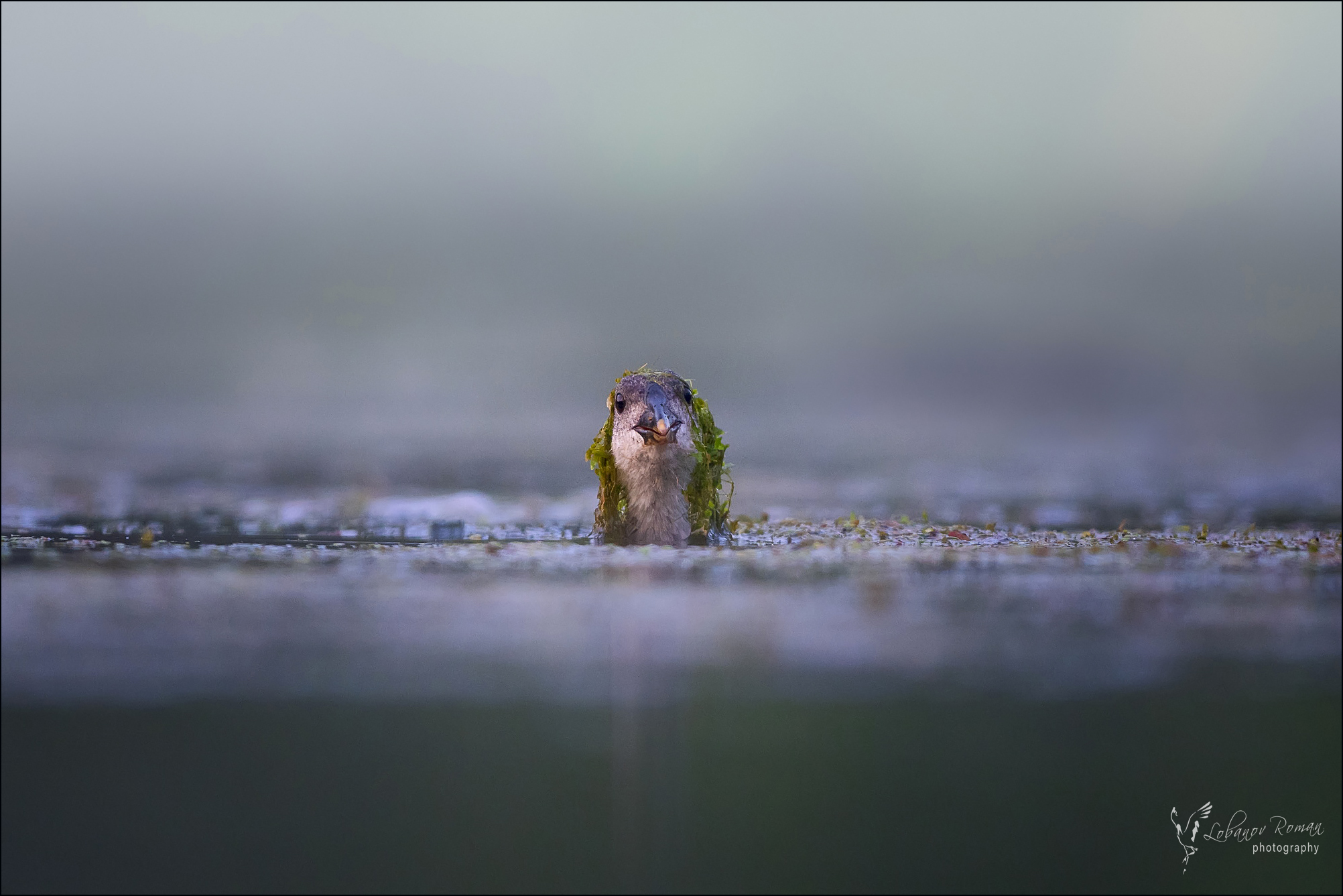 , Лобанов Роман