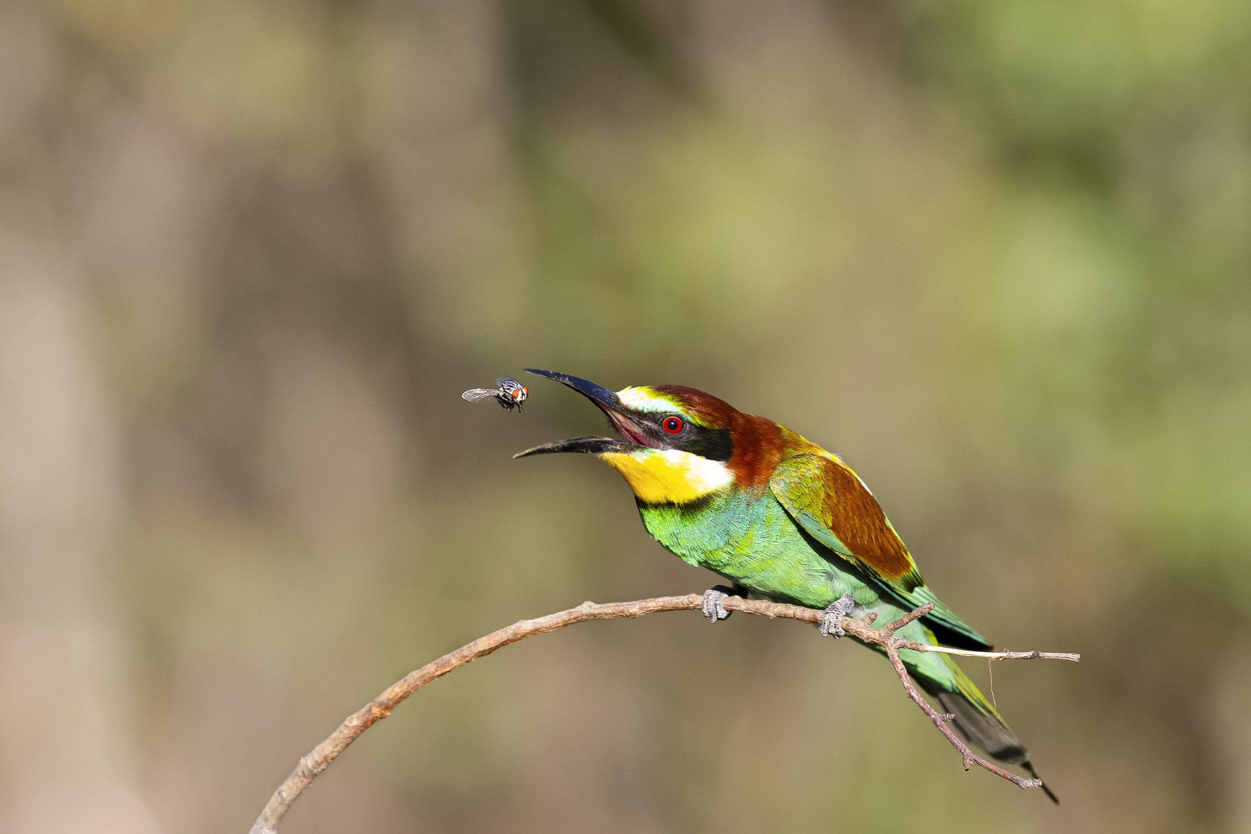 природа, Валерий Черняк