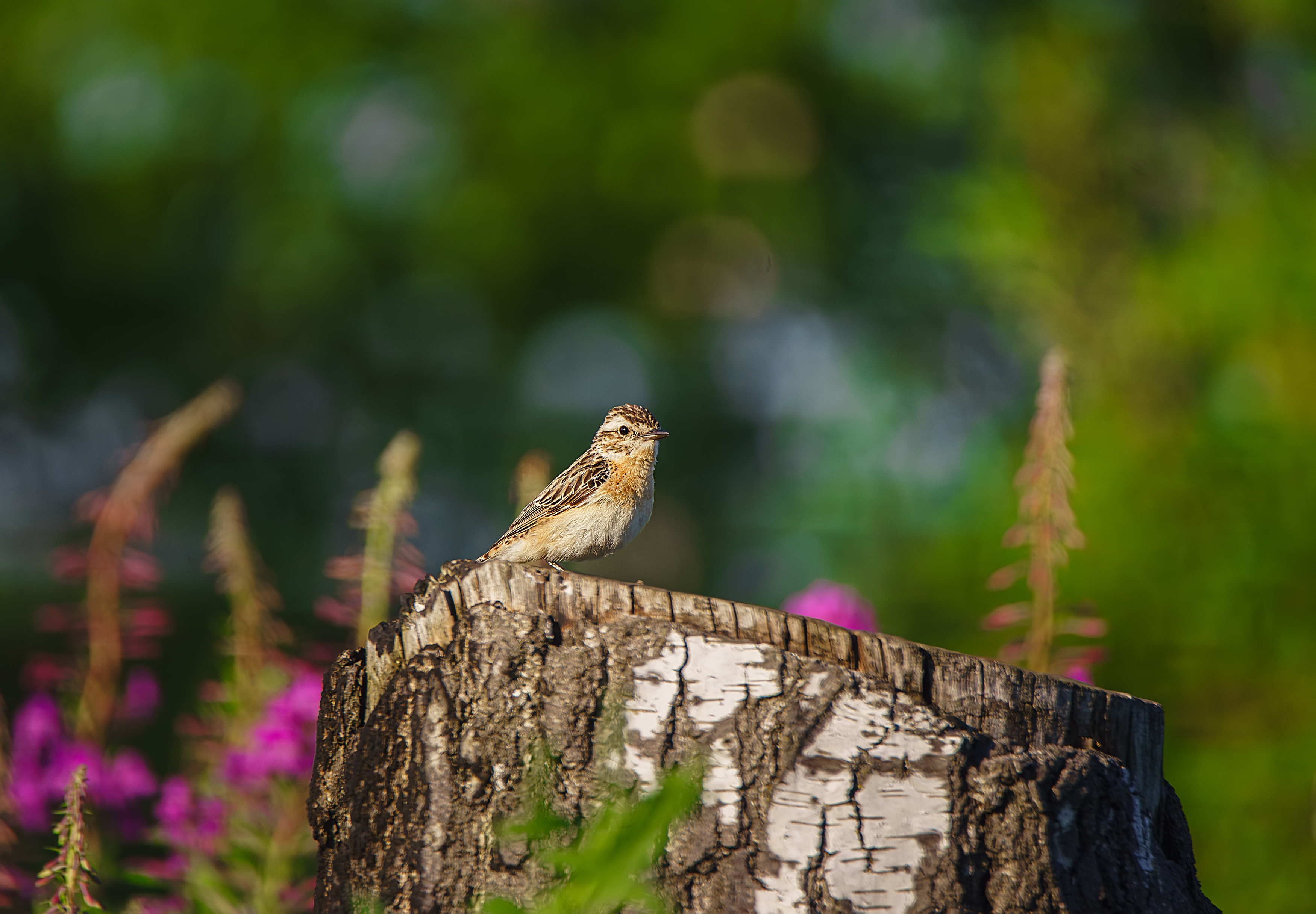 , Корнеев Алексей
