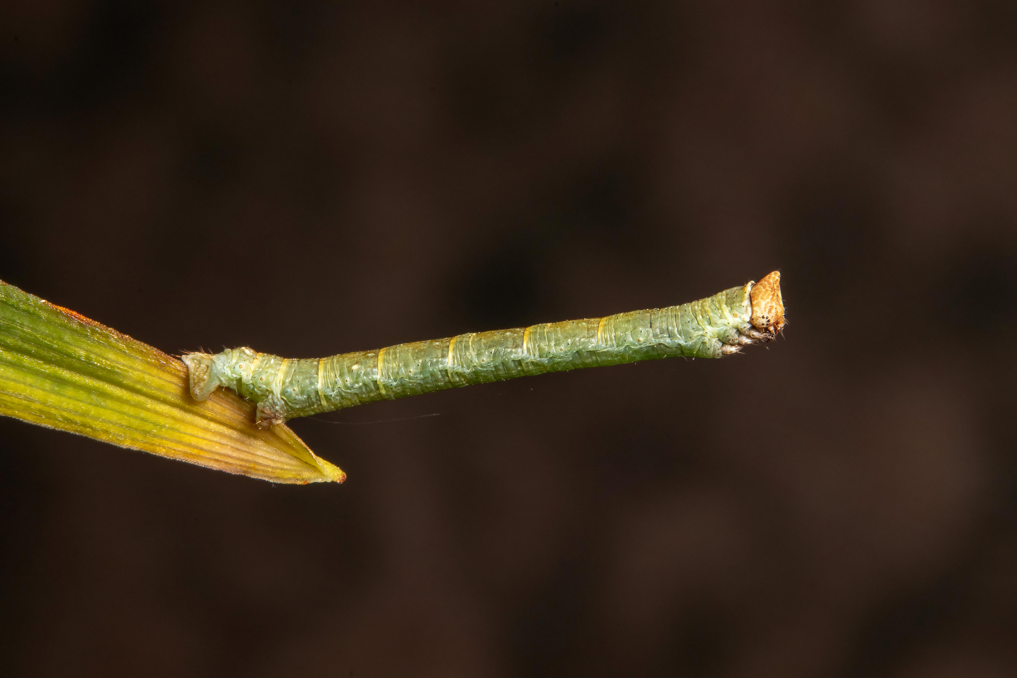 макрофото, макрофотографии, фотомакро, насекомые, макромир, макрофотограф, макроаддикт, макро_мир, naturelovers, naturelover, naturephotography, macrolove, macro_love, biodiversity, macrophotography, macro, macronature, entomology, arthropods, arthropod, ,  Stephane