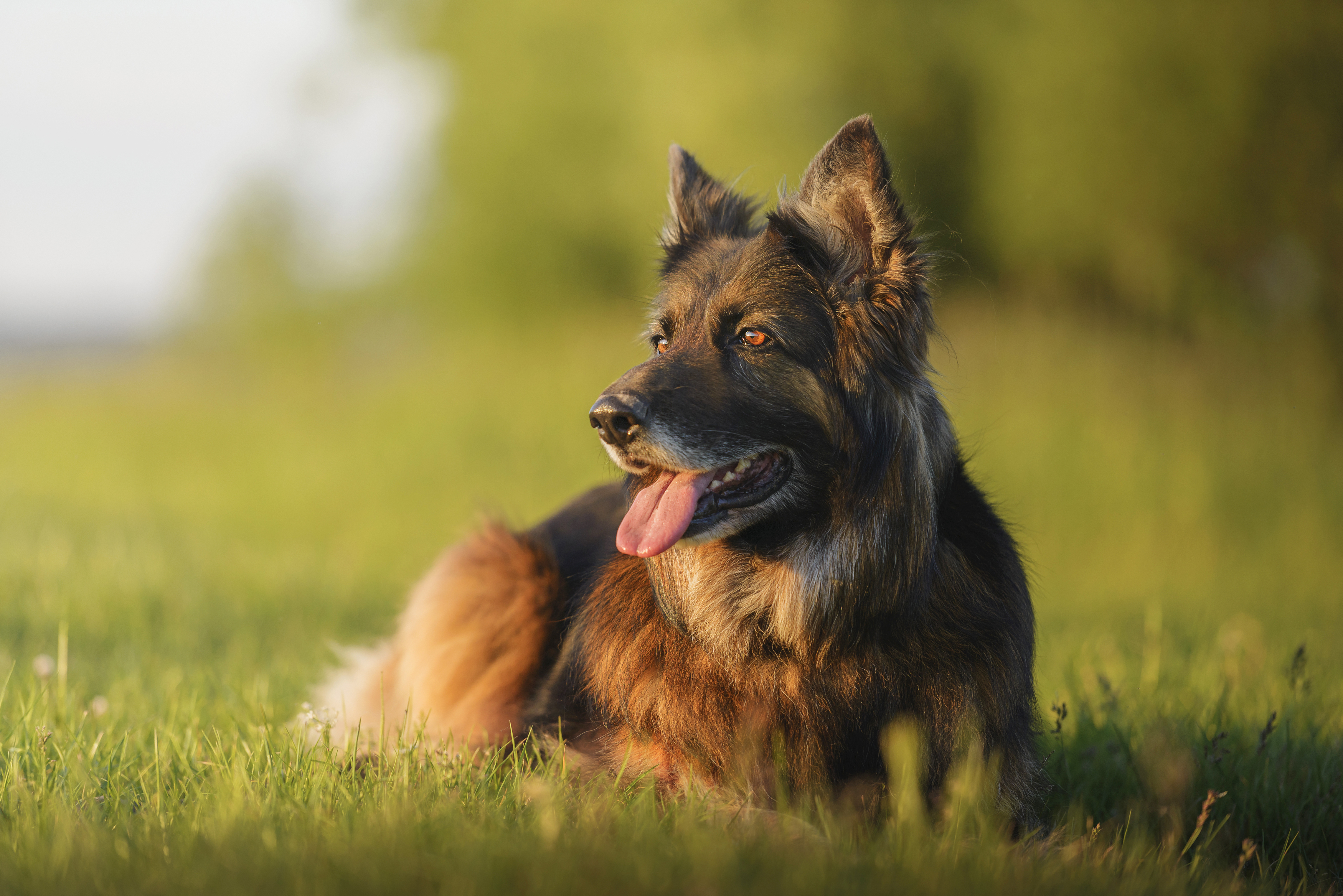 , Максим Вышарь