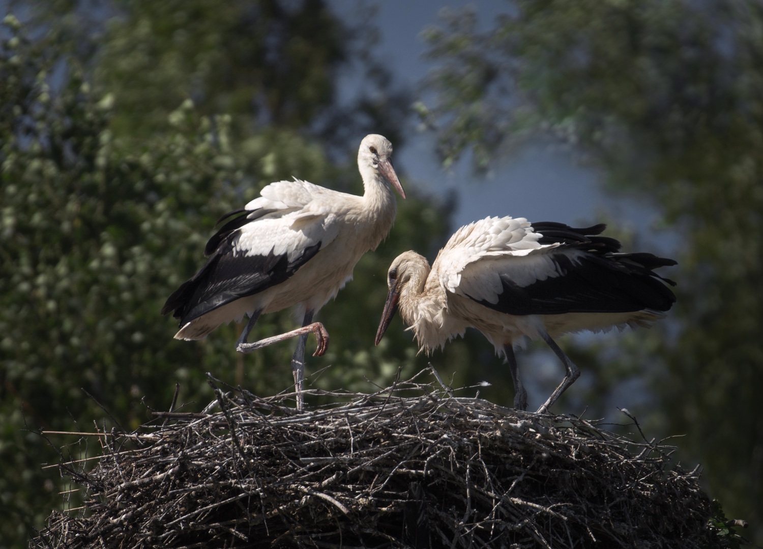 лес, свет, вечер, природа, аисты, птицы, Баранов Олег