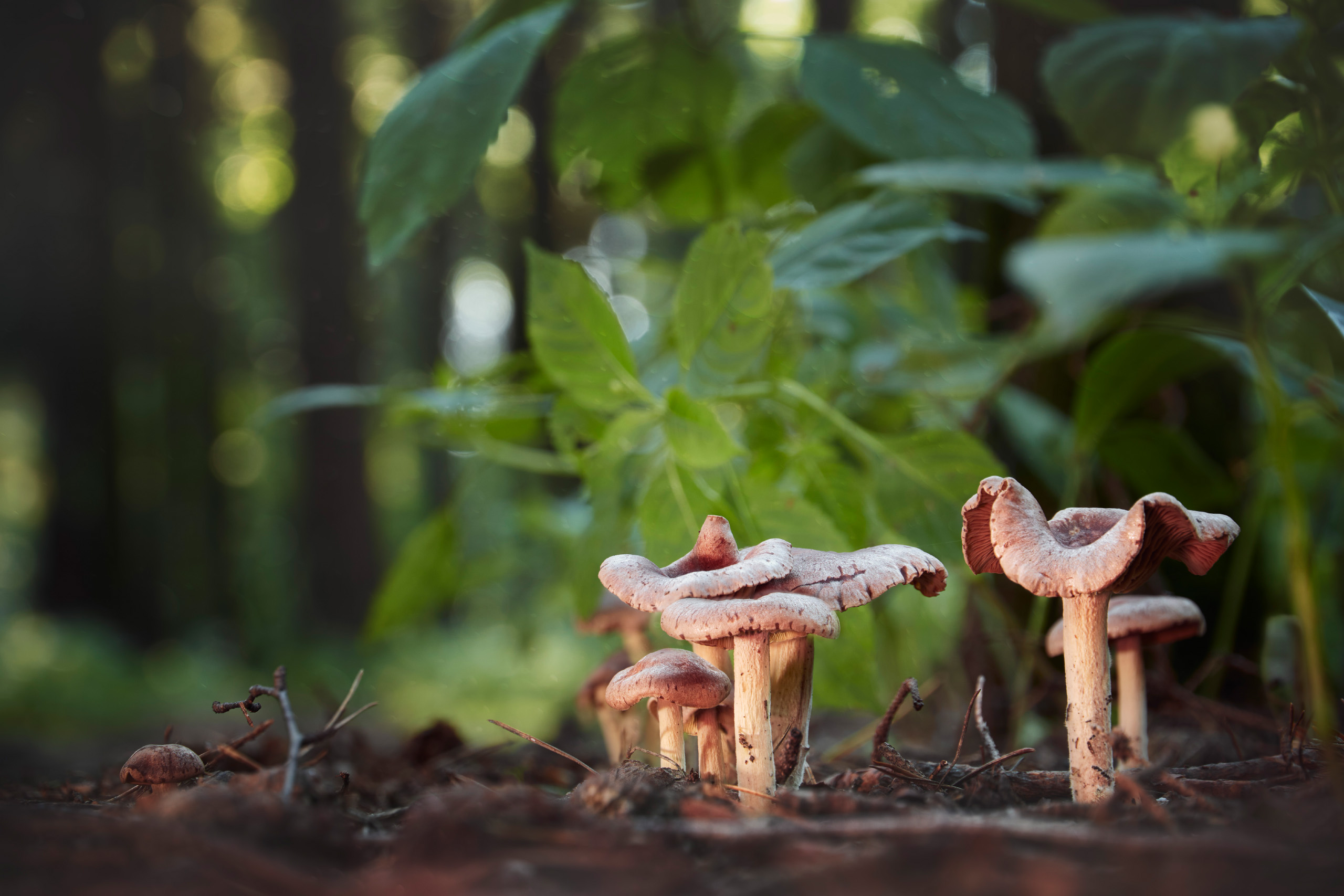 грибы, лес, Валерий Вождаев