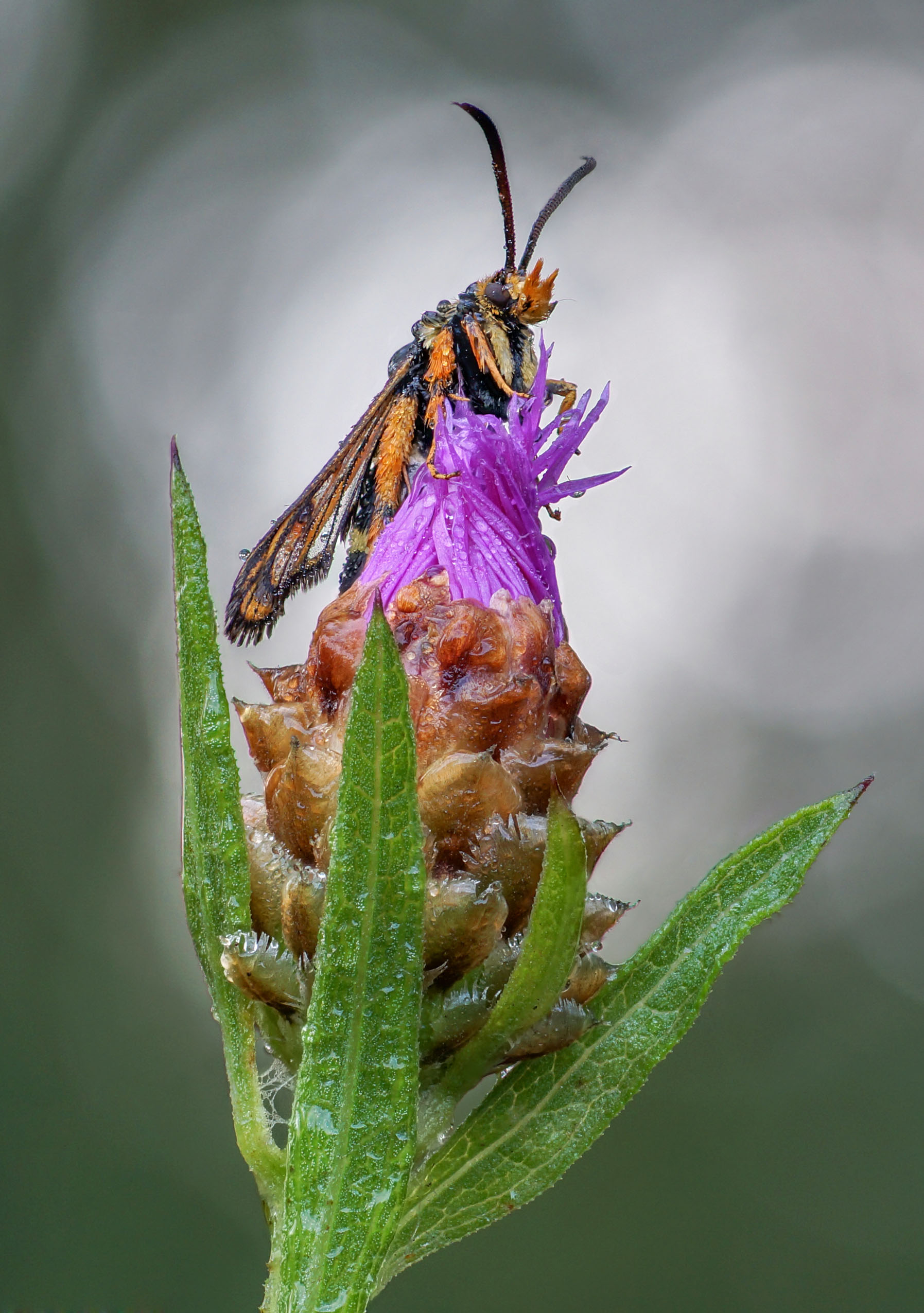 Бабочка Стеклянница малинная, Чепленко Алексей