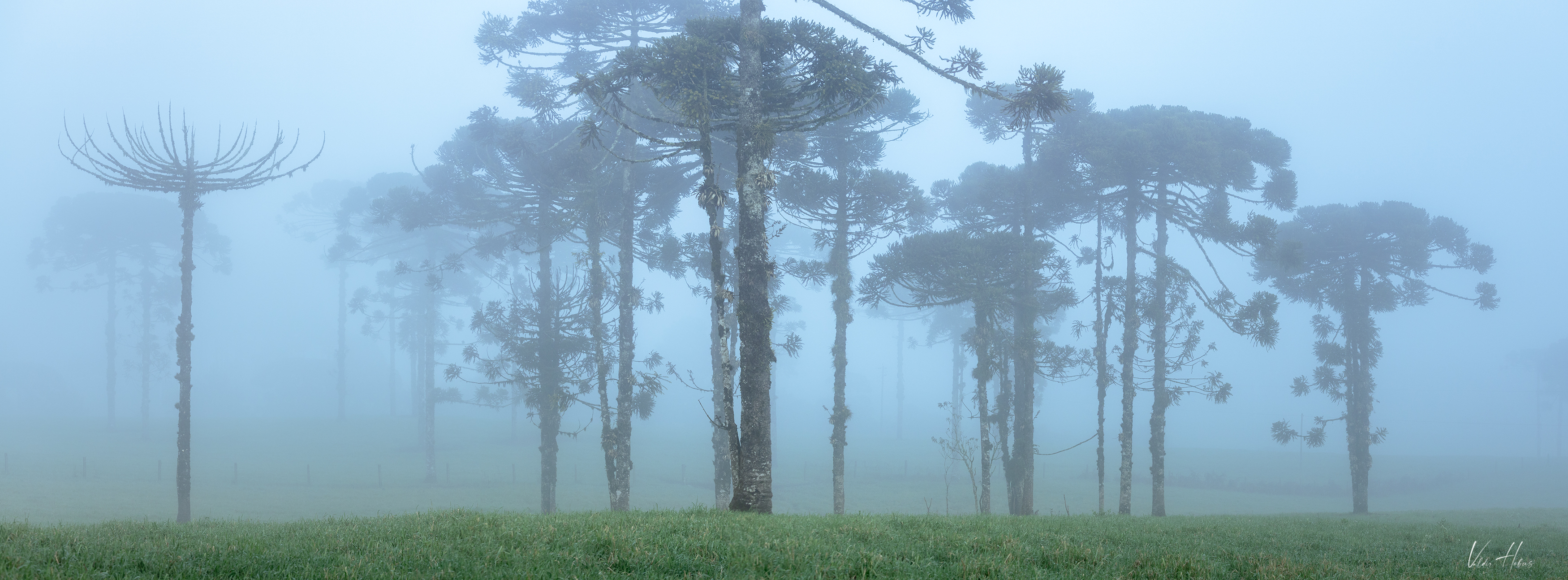 trees, fog, forest, mood, dream, blue, Valdir Hobus