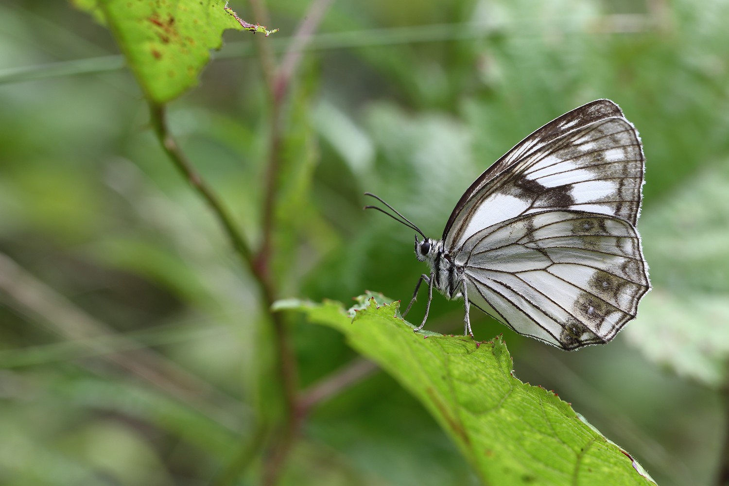 melanagria, halimede, пестроглазка, Евгений Слободской