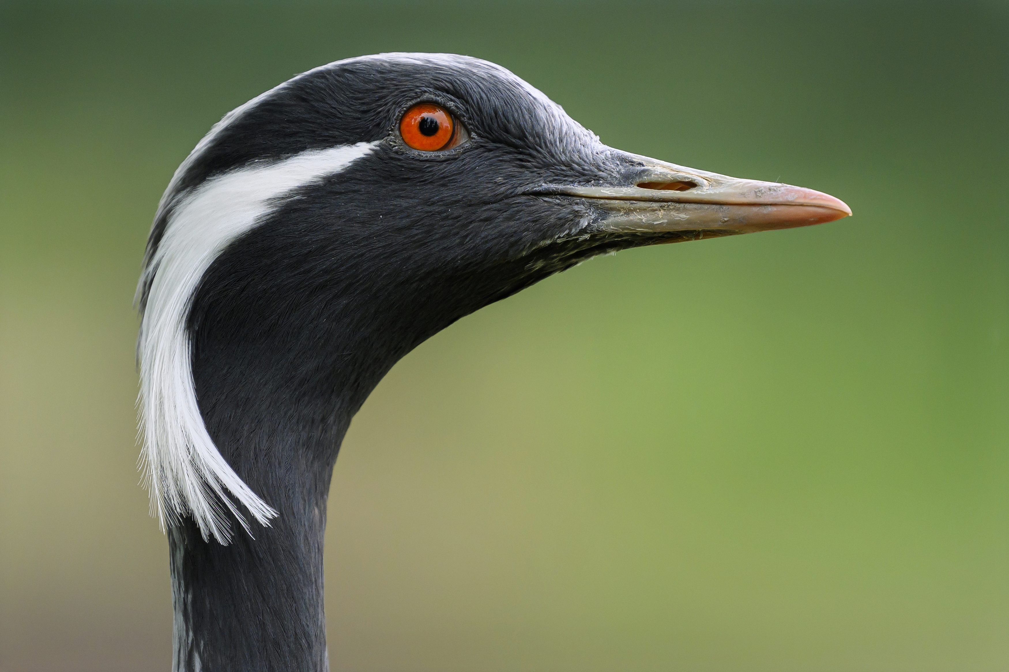 , Пупонин Сергей