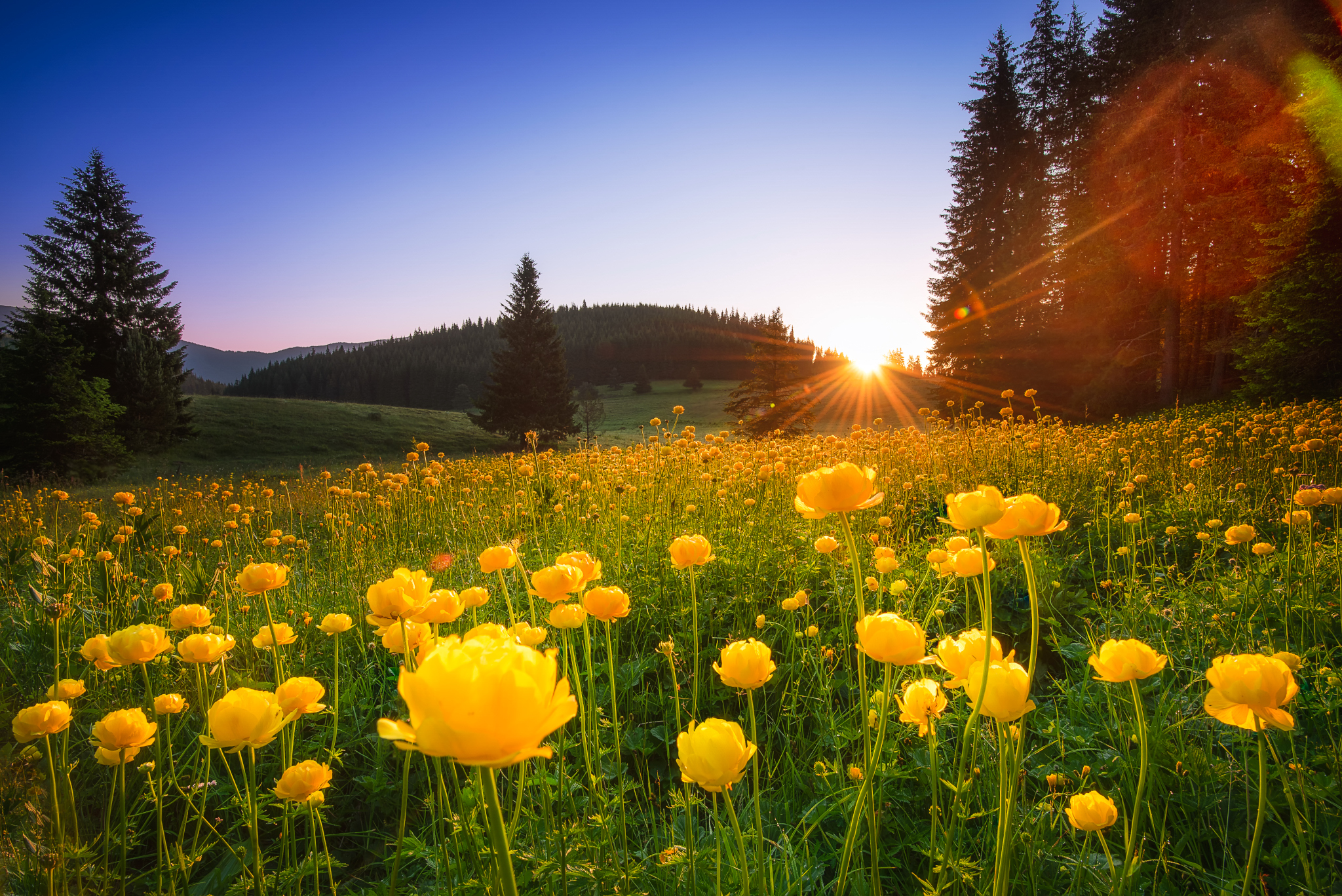 , Mariyana Atanasova - Lucero