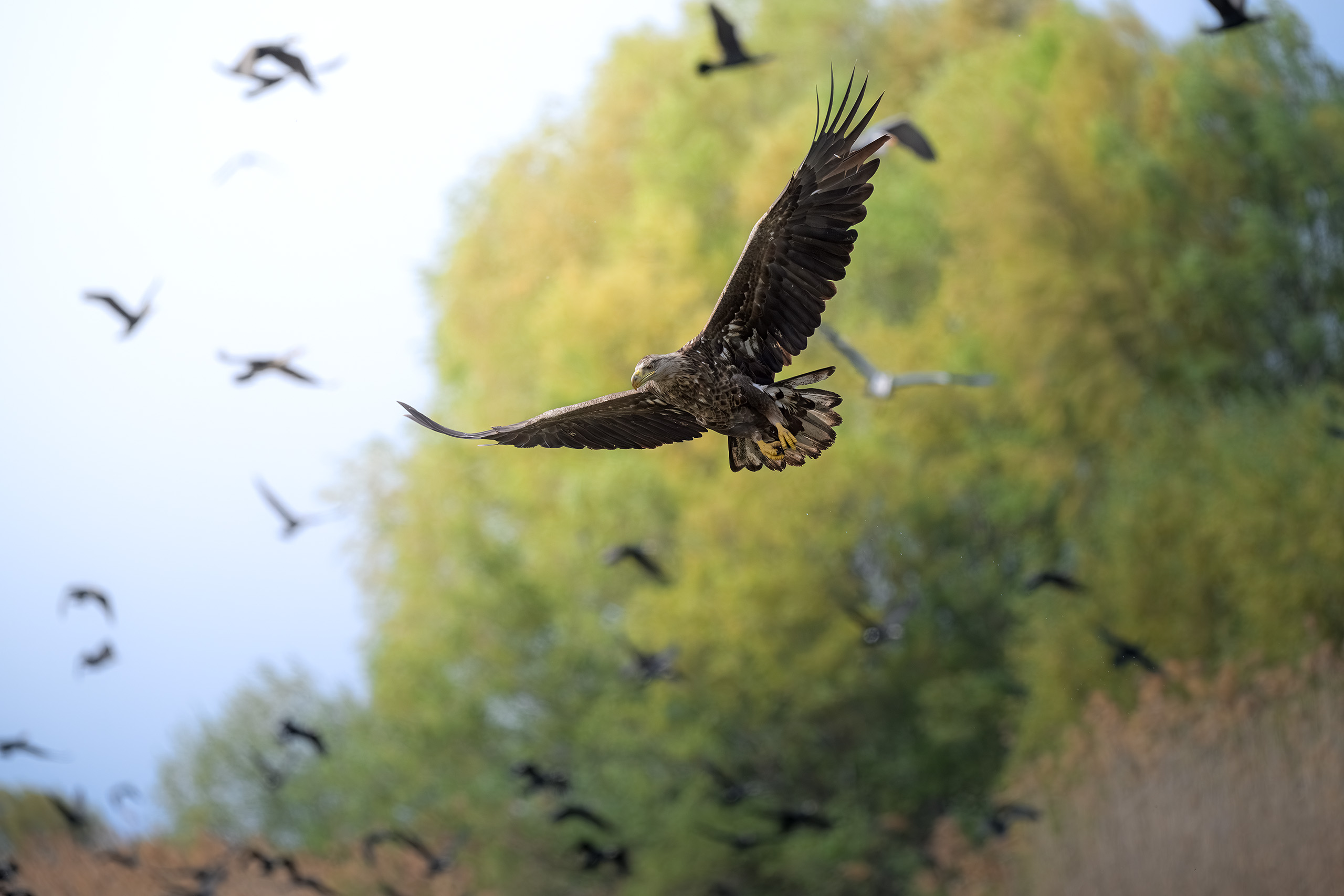 птицы, полёт, природа, орлан, белохвост, хищник, birdwatching, birds, Михаил Ездаков