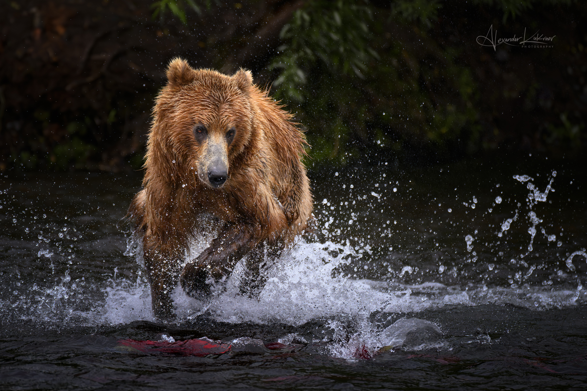 медведь,медведи,камчатка, Александр Кукринов