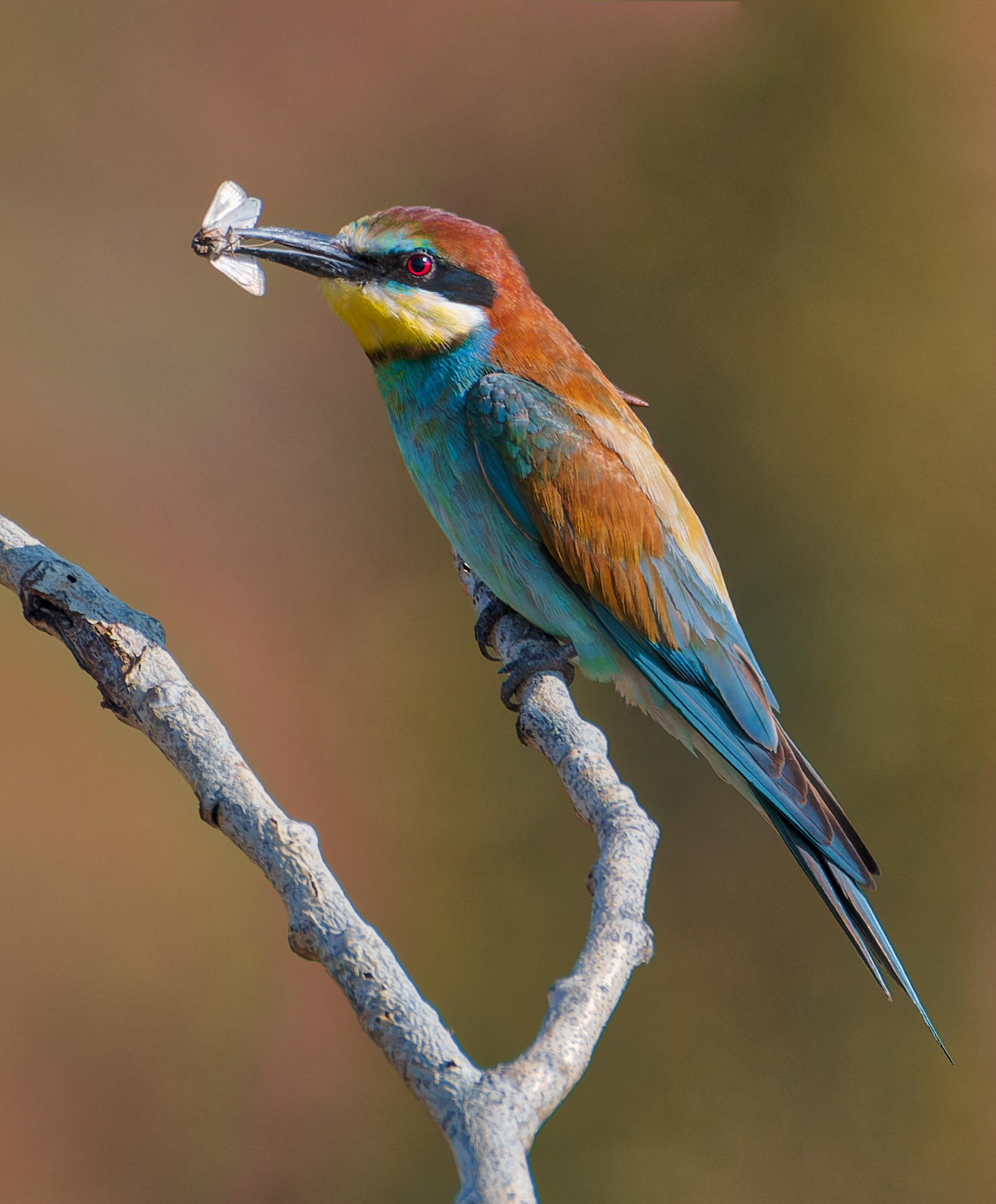 , Фото Александр