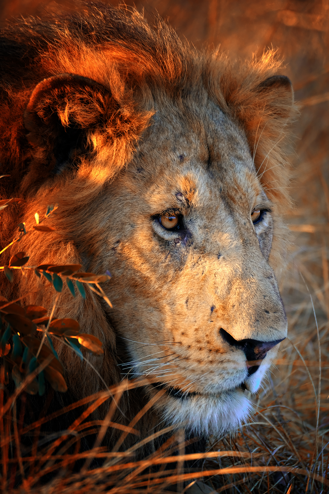 , Худзинская Ирина