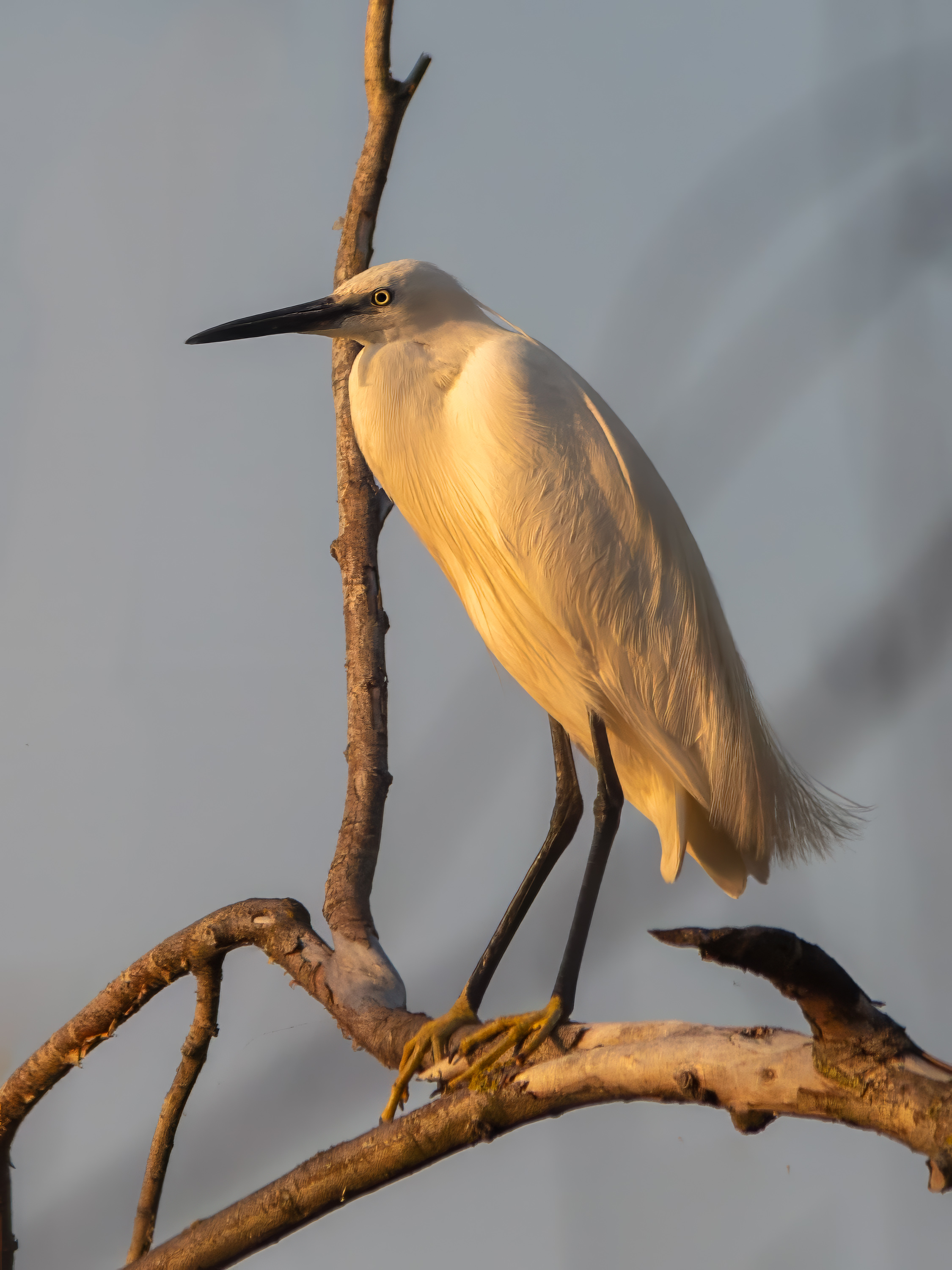 природа, птицы, животные, дикая природа, цапля, wildlife, nature, canon, Пронин Денис