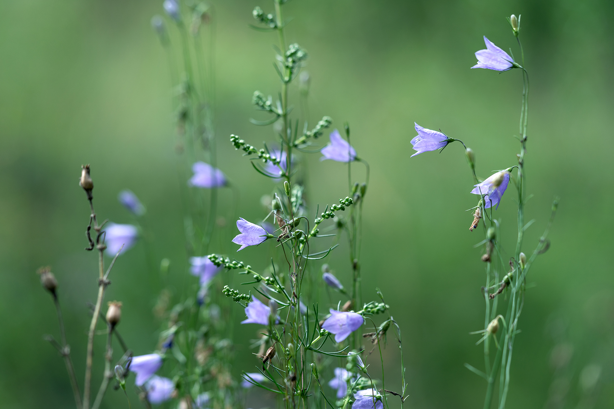 цветок, колокольчик, природа, флора, растение, Завьялова Людмила