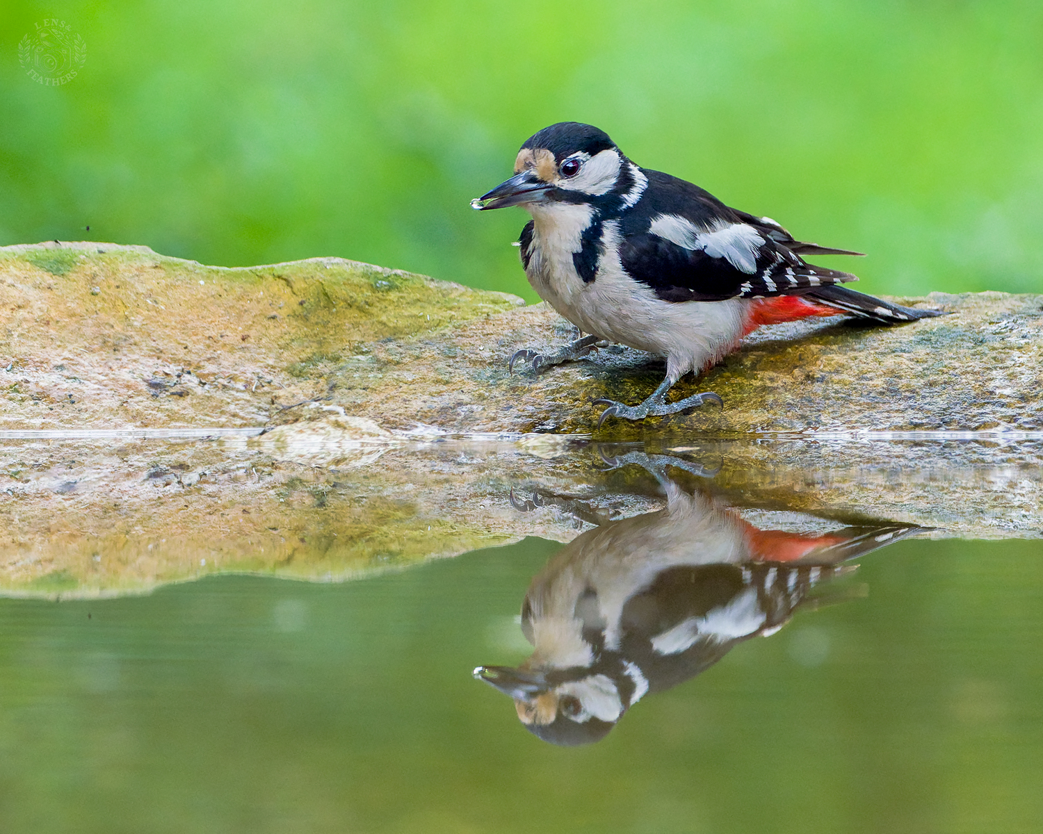 , Евгени Стефанов