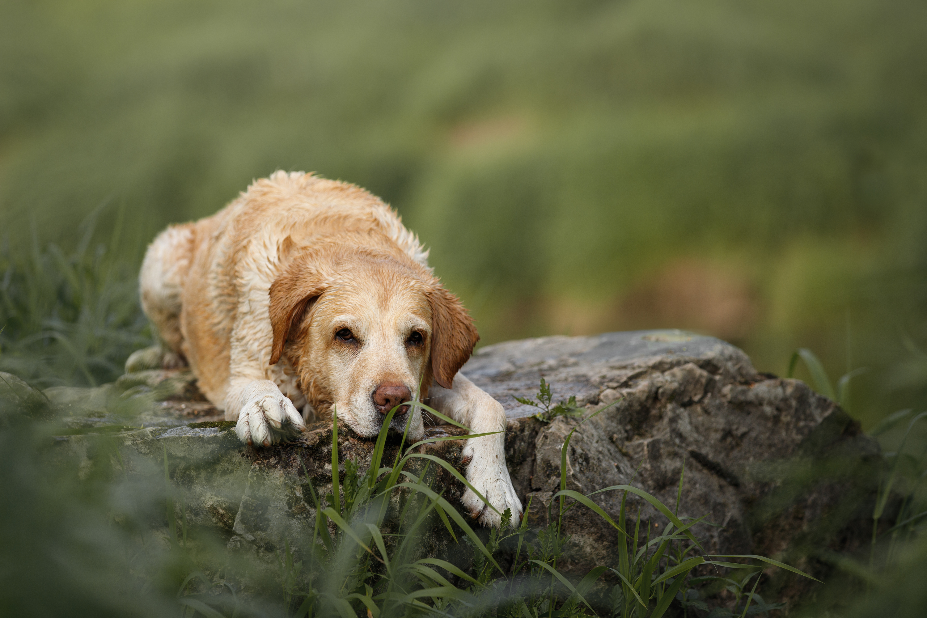 , Мария Шерскова