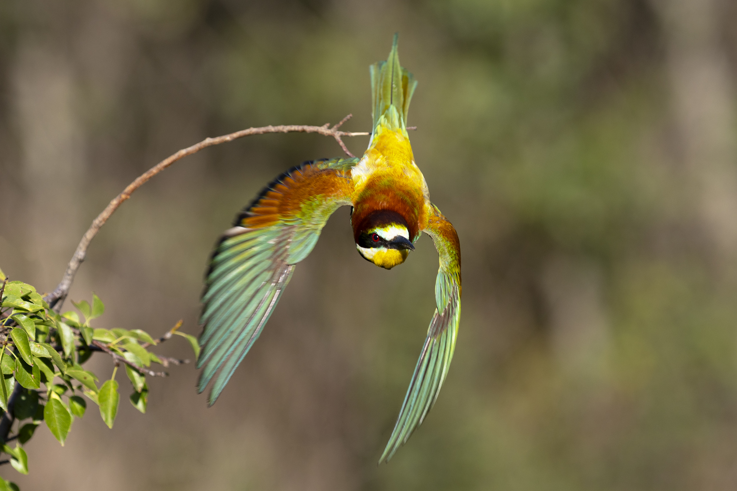 природа, Валерий Черняк