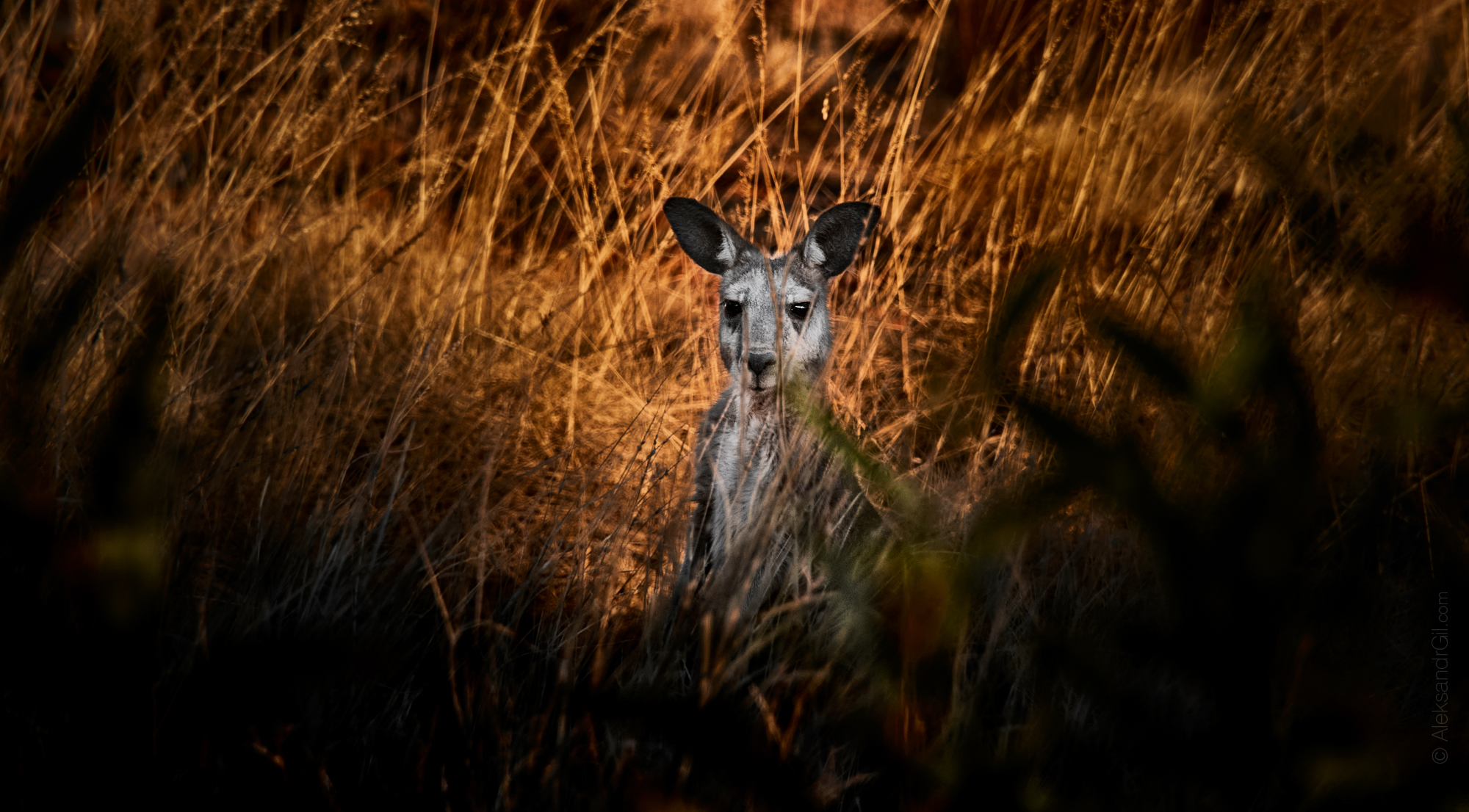 , Гиль Александр