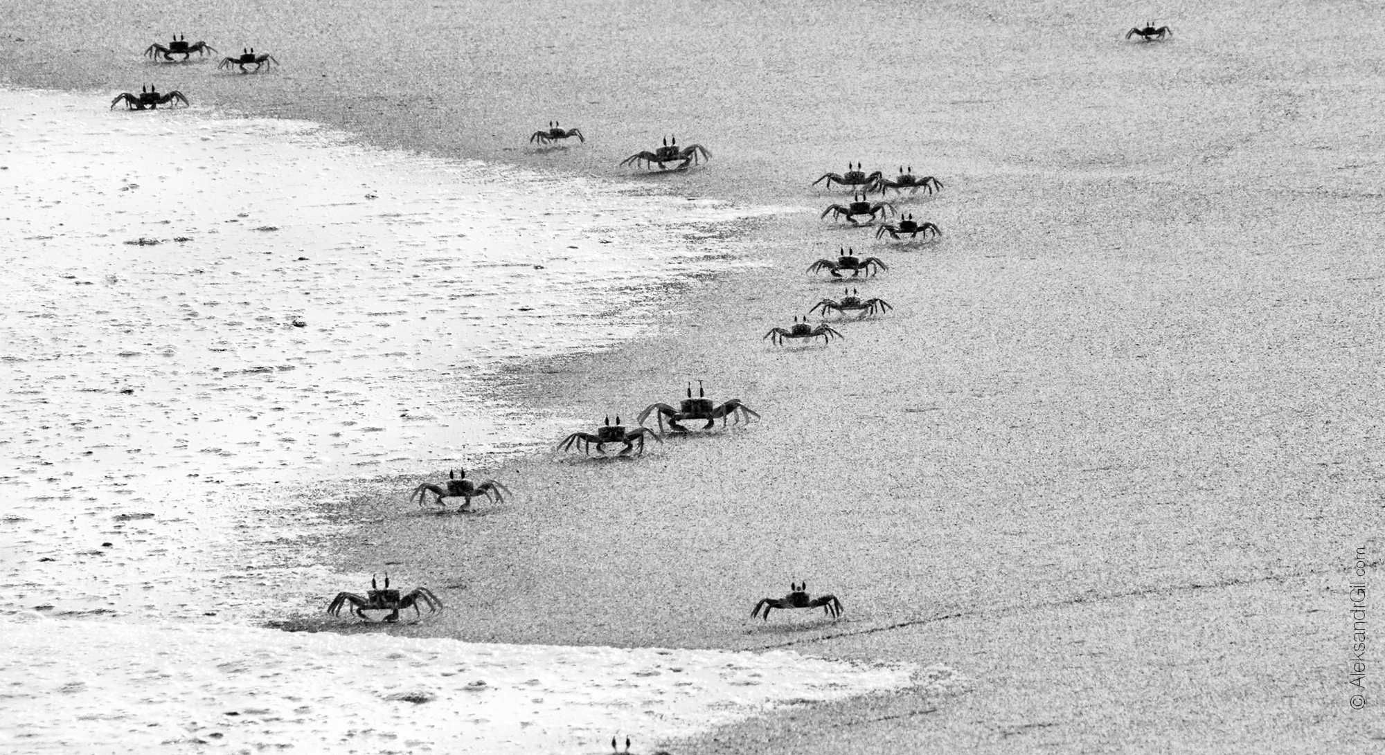 , Гиль Александр