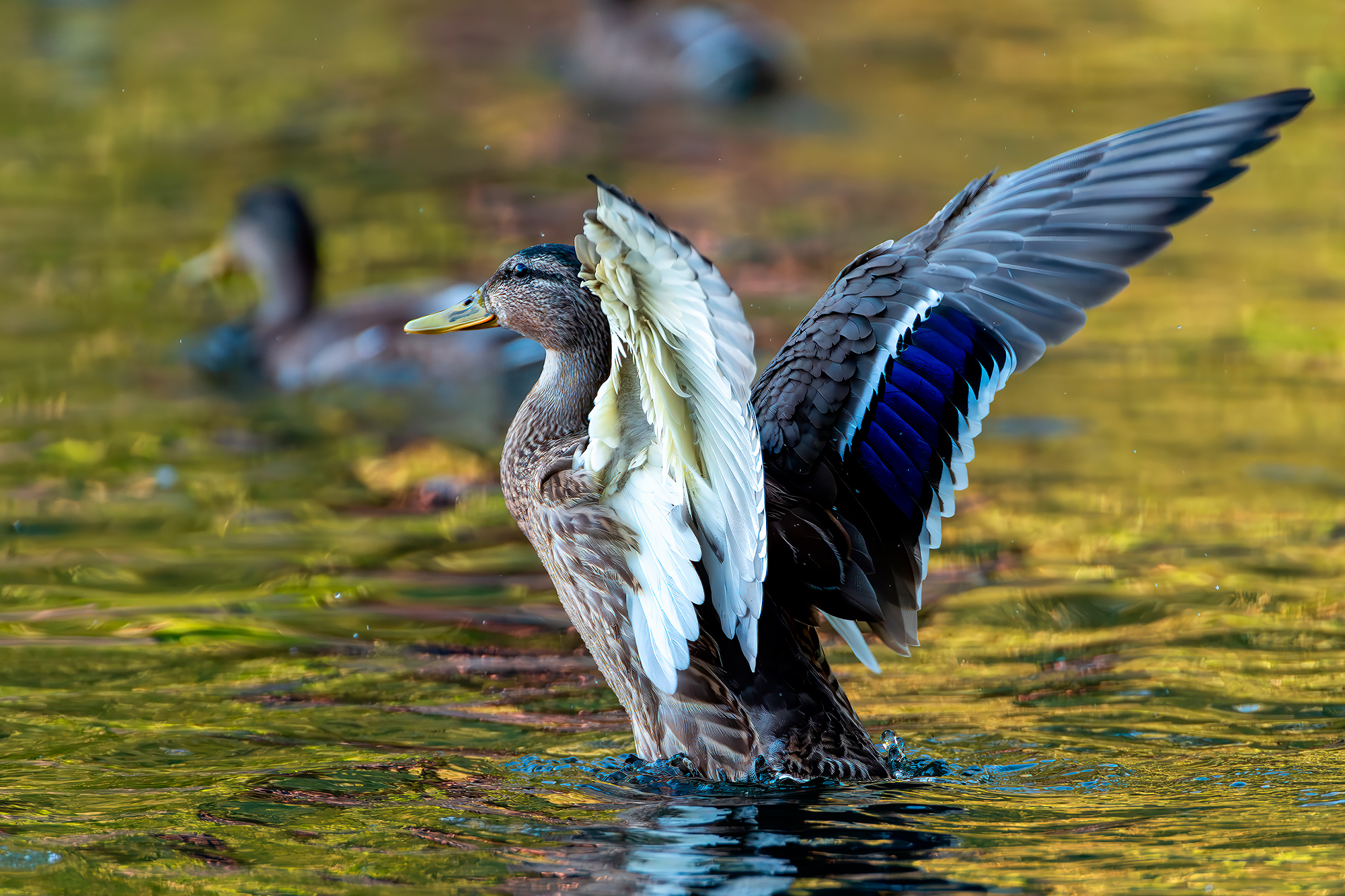 , Молодкин Дмитрий