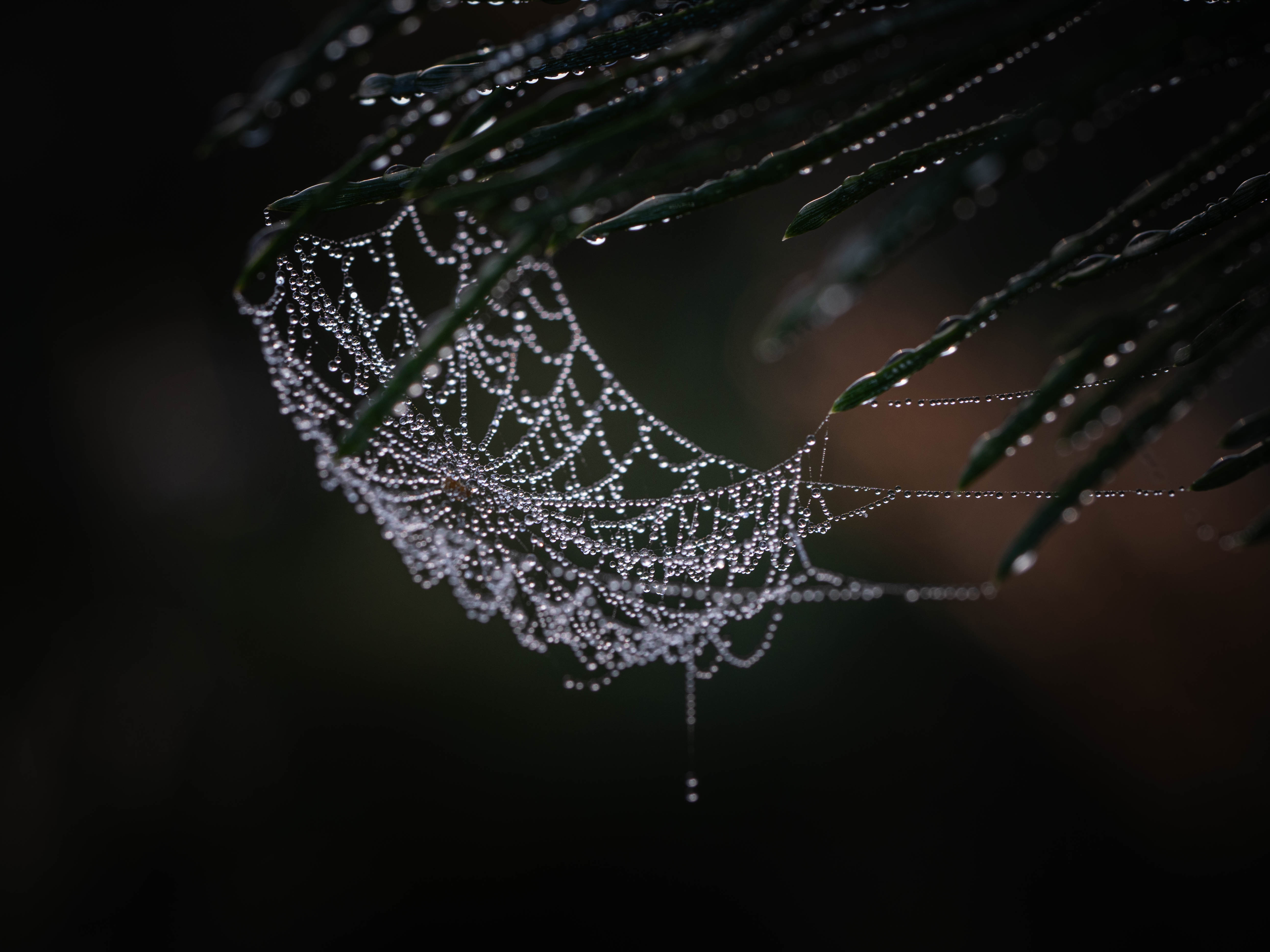 , Лапшина Владлена