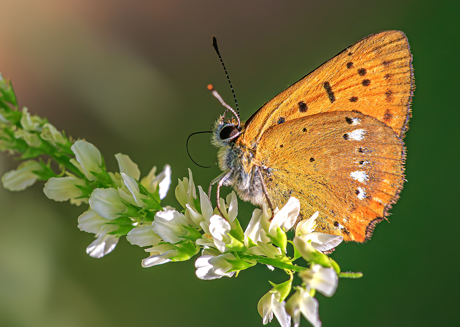 насекомые, бабочка, голубянка, червонец, огненный,  лето, июль, Борис Новиков
